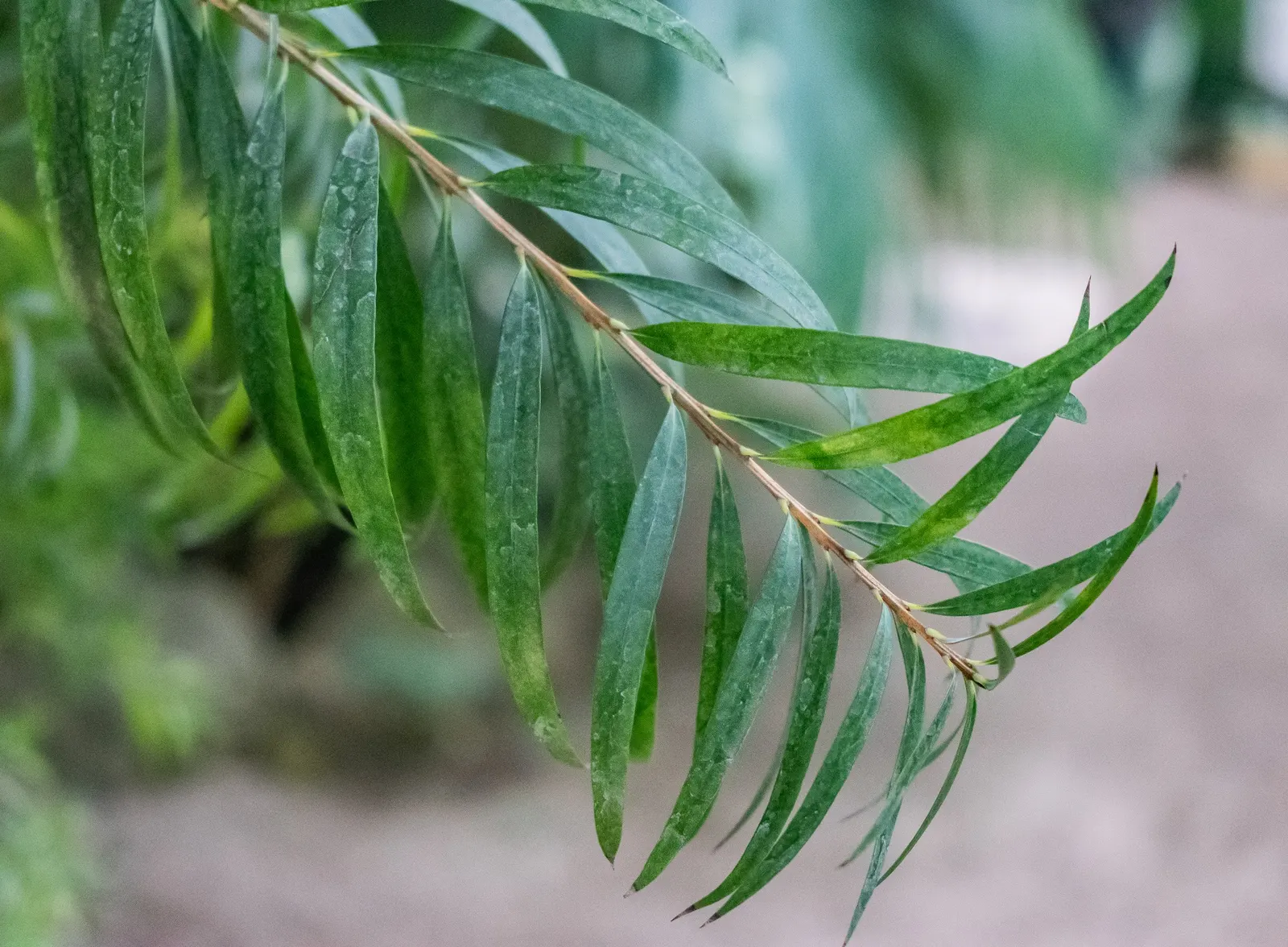 Weeping Bottlebrush (Callistemon Viminalis) — enduring selection for any landscape design; which droop gracefully and are covered in narrow, image 139