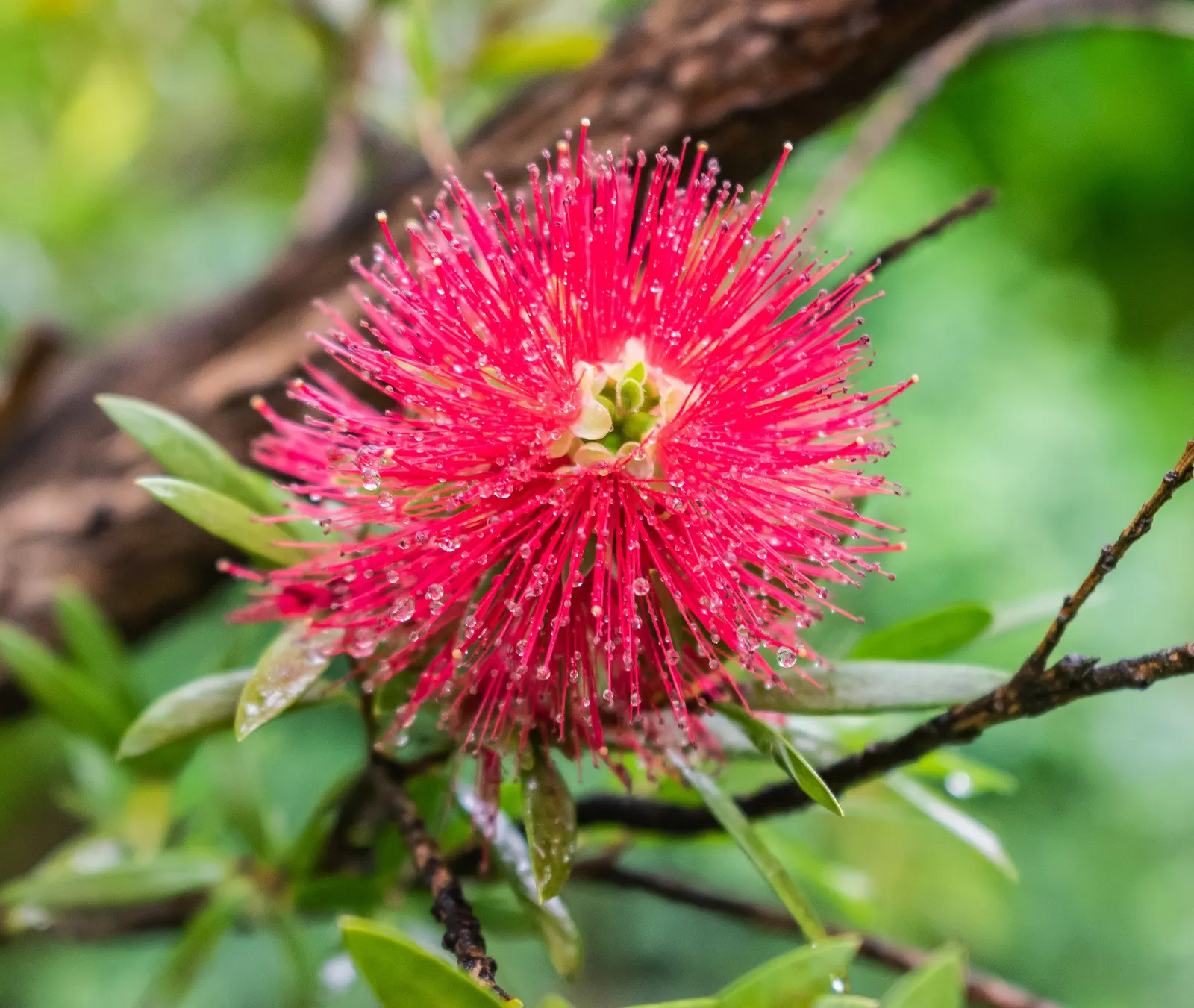 Weeping Bottlebrush (Callistemon Viminalis) — It's also resistant to most pests and diseases; plant in well-drained soil for a vibrant splash in, image 66