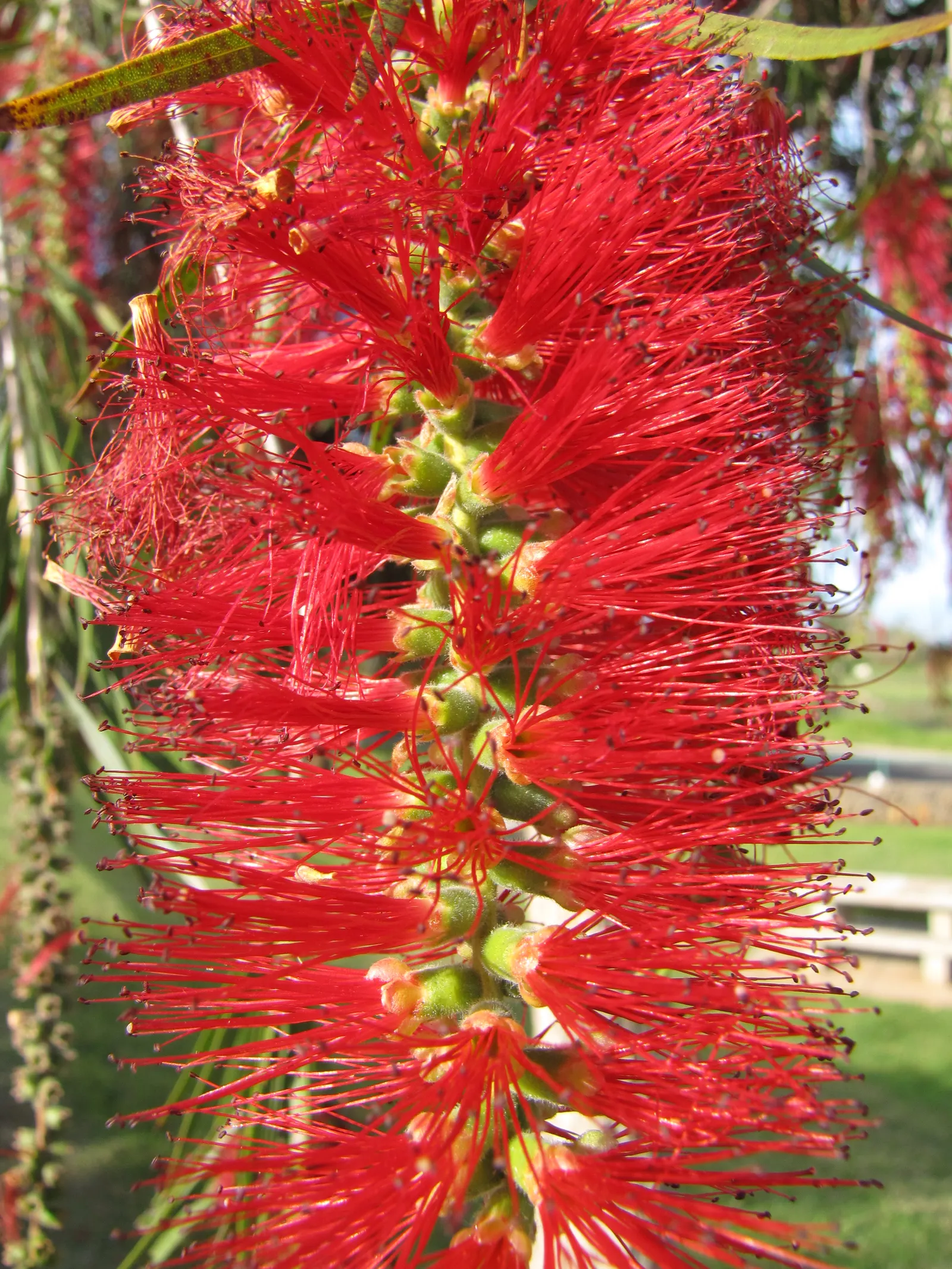 Weeping Bottlebrush (Callistemon Viminalis) — scientifically known as Callistemon viminalis; it typically reaches heights of 15 to 20 feet with a spread of