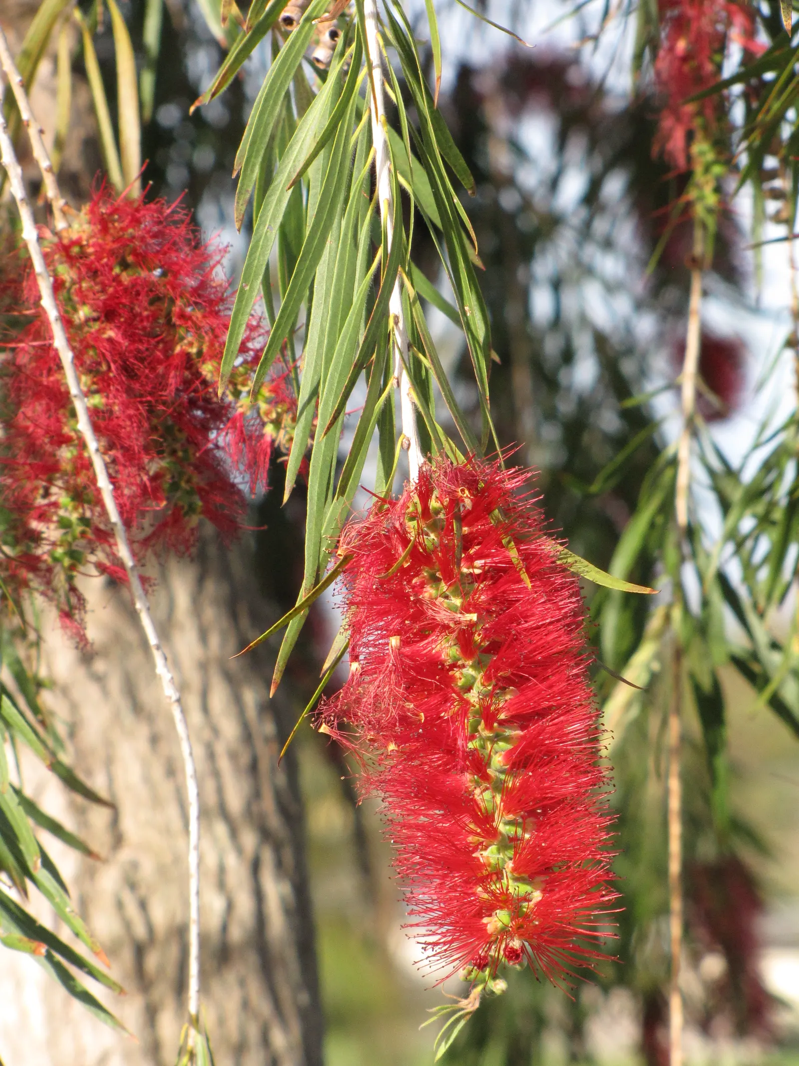 Weeping Bottlebrush (Callistemon Viminalis) — it bursts into color with vibrant red; the Weeping Bottlebrush is relatively low-maintenance, image 61