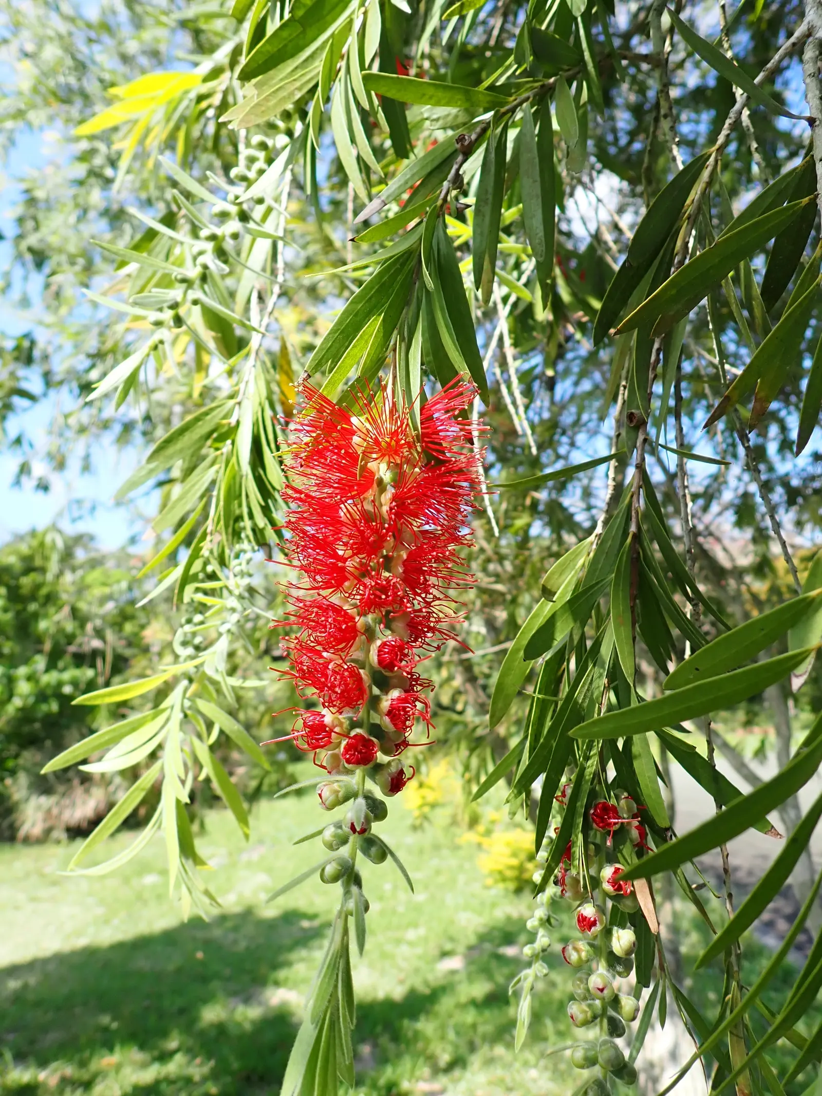 Weeping Bottlebrush (Callistemon Viminalis) — though occasional pruning may be necessary to maintain its shape and encourage prolific blooming, image 113