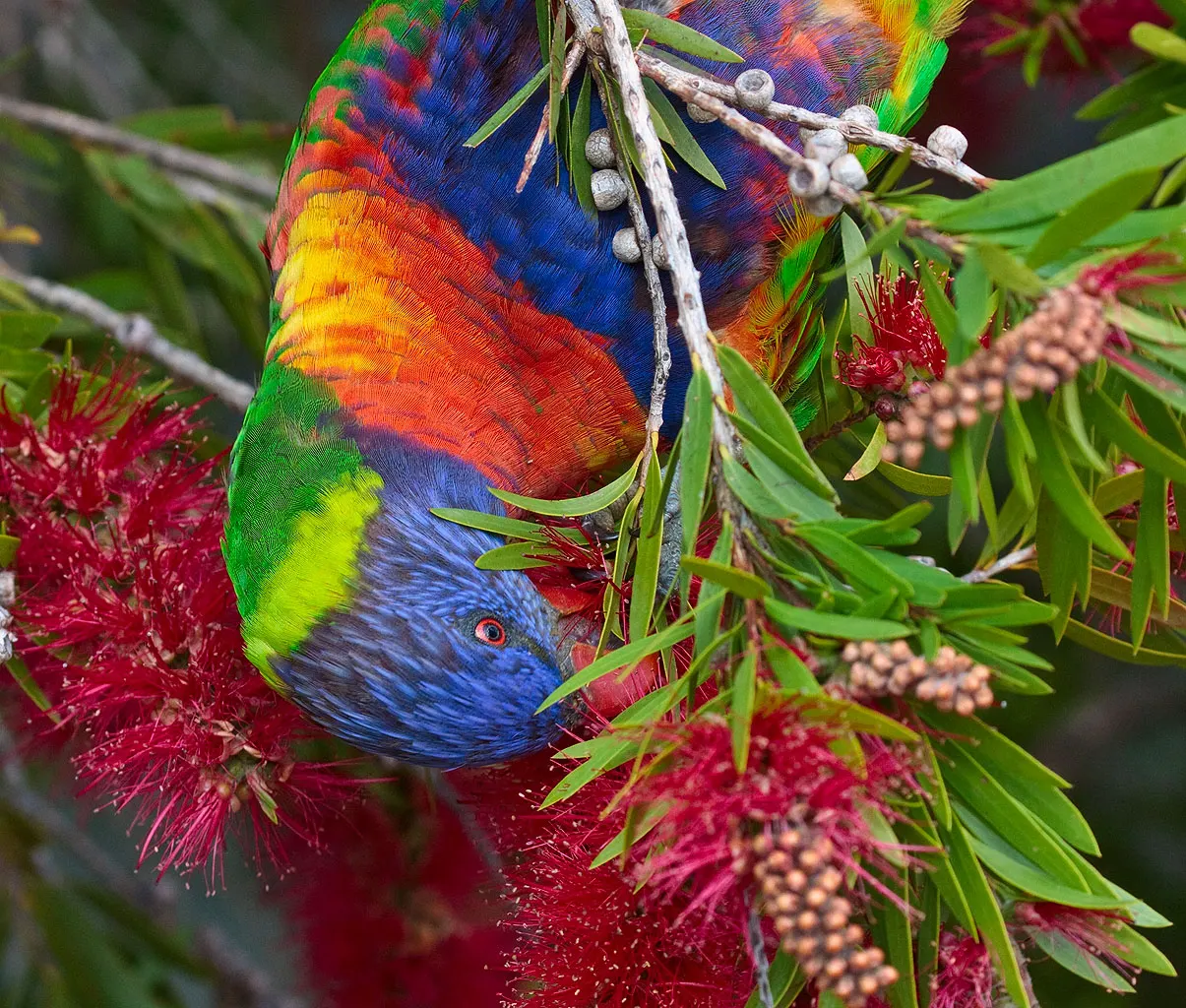 Weeping Bottlebrush (Callistemon Viminalis) — Plant in well-drained soil for a vibrant splash in residential or public landscapes; it's also resistant to most