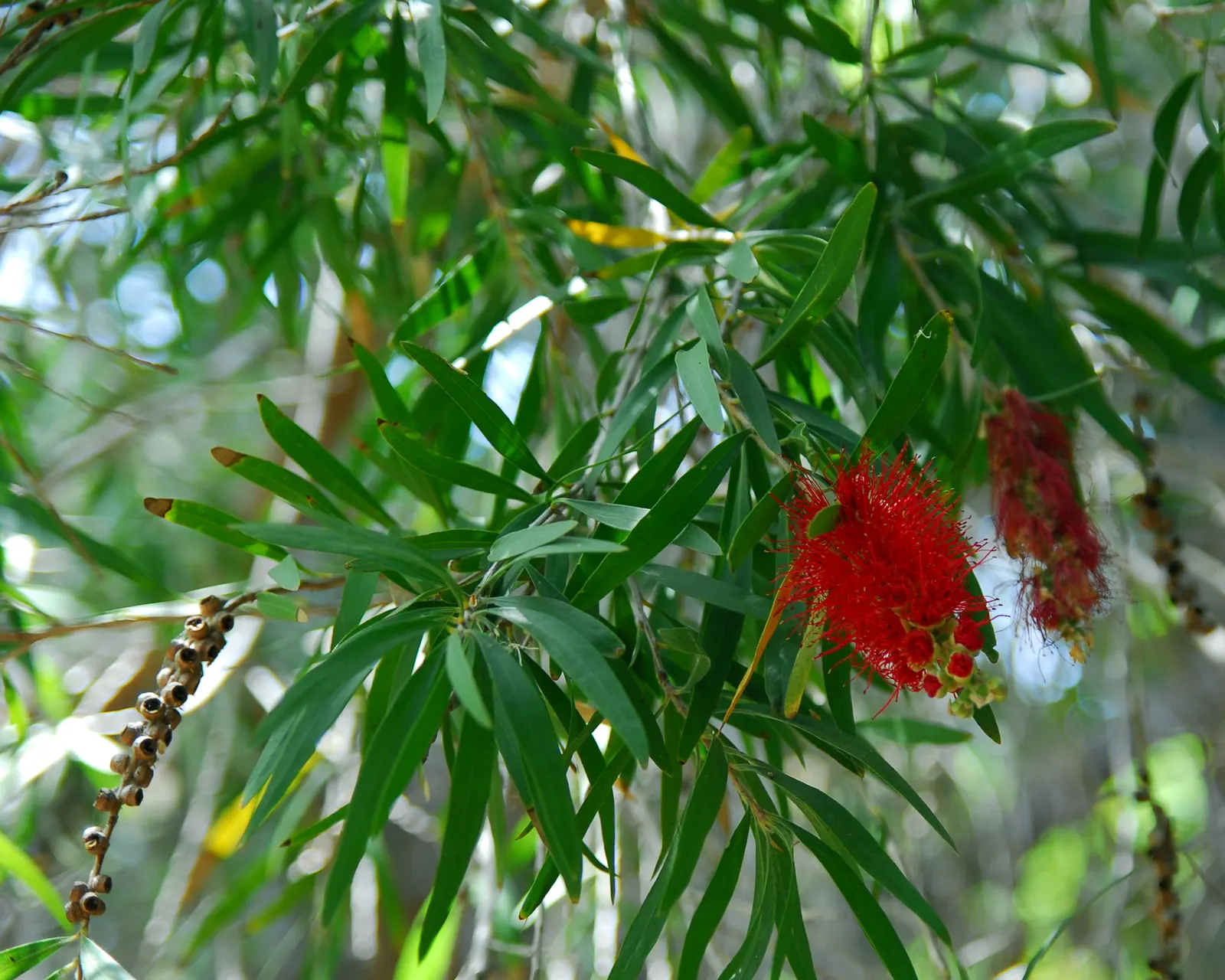 Weeping Bottlebrush (Callistemon Viminalis) — tree for full or half; ensuring a captivating garden spectacle year-round, image 120