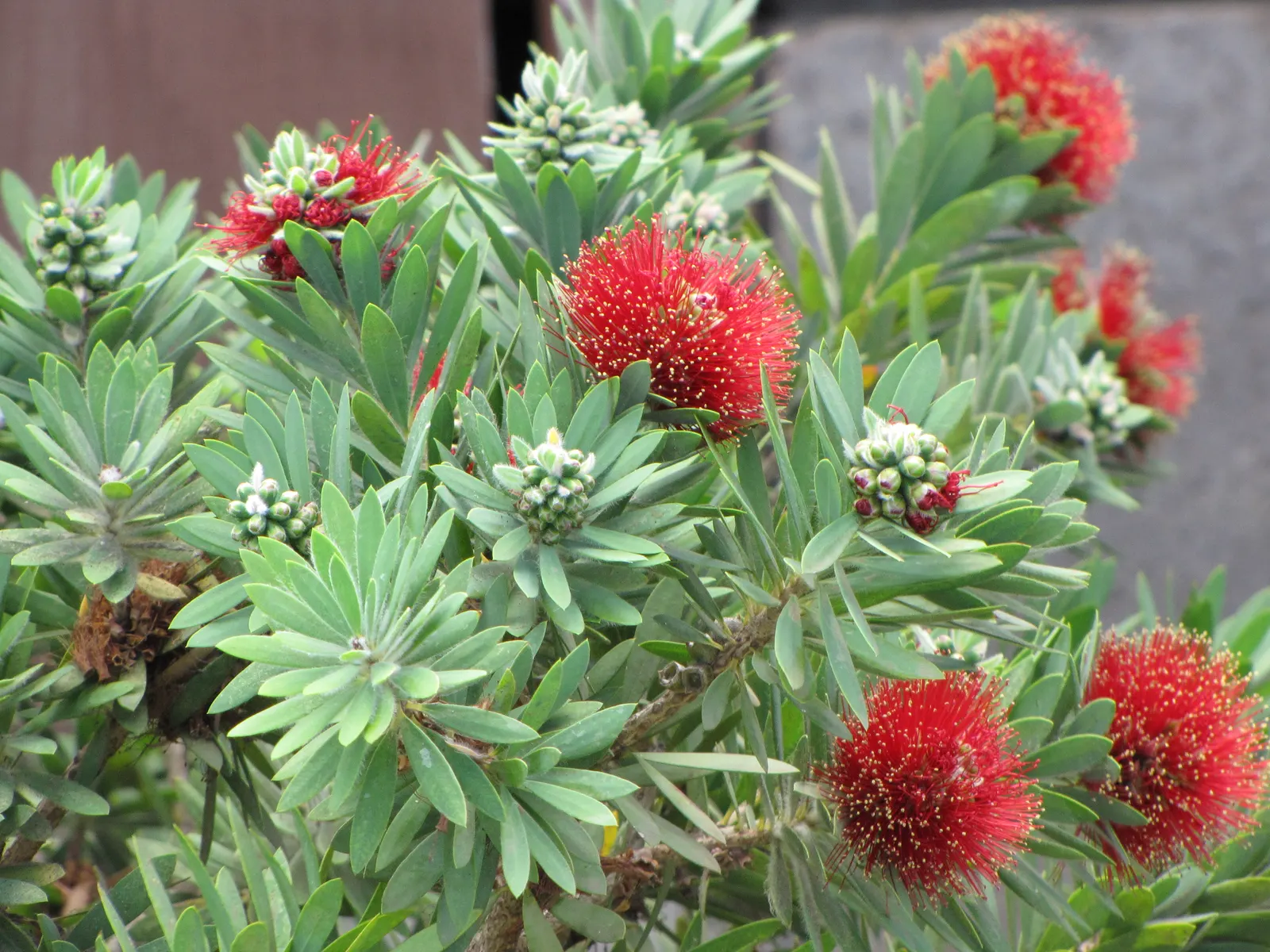 Weeping Bottlebrush (Callistemon Viminalis) — Its distinctive red brush-like flowers bloom spring through summer, attracting hummingbirds and, image 121
