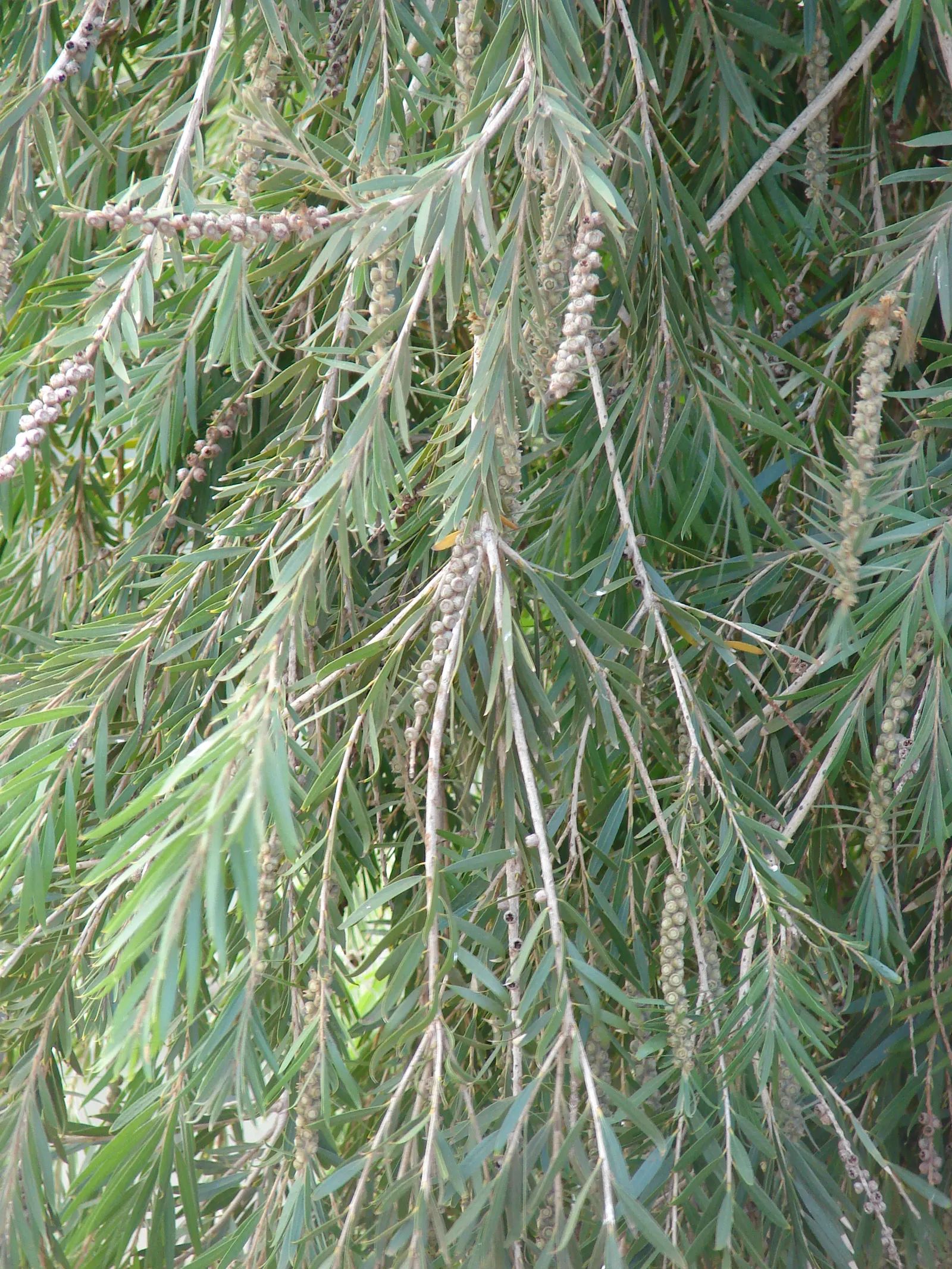 Weeping Bottlebrush (Callistemon Viminalis) — which droop gracefully and are covered in narrow; enduring selection for any landscape design, image 82