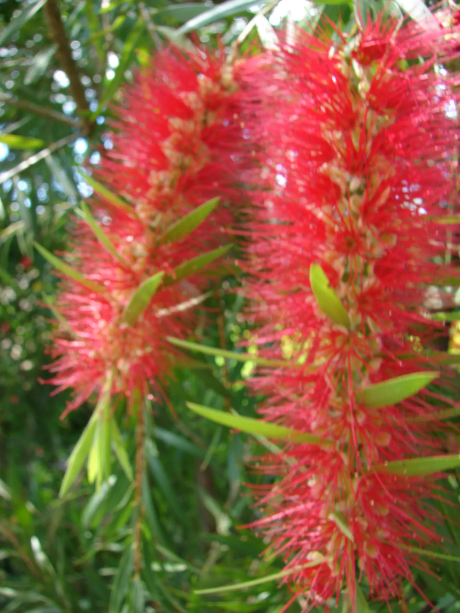 Weeping Bottlebrush (Callistemon Viminalis) — Plant in well-drained soil for a vibrant splash in residential or public landscapes; it's also, image 147