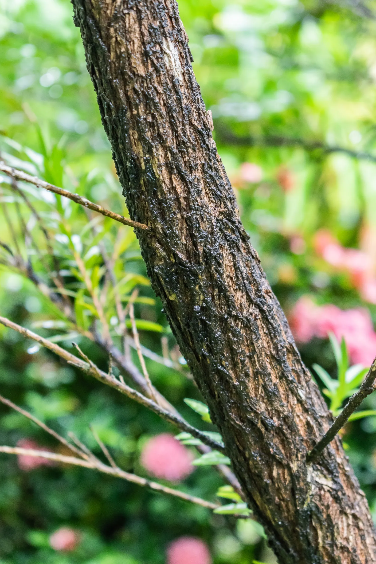Weeping Bottlebrush (Callistemon Viminalis) — In spring and periodically throughout the year; making it a suitable choice for focal points in, image 60