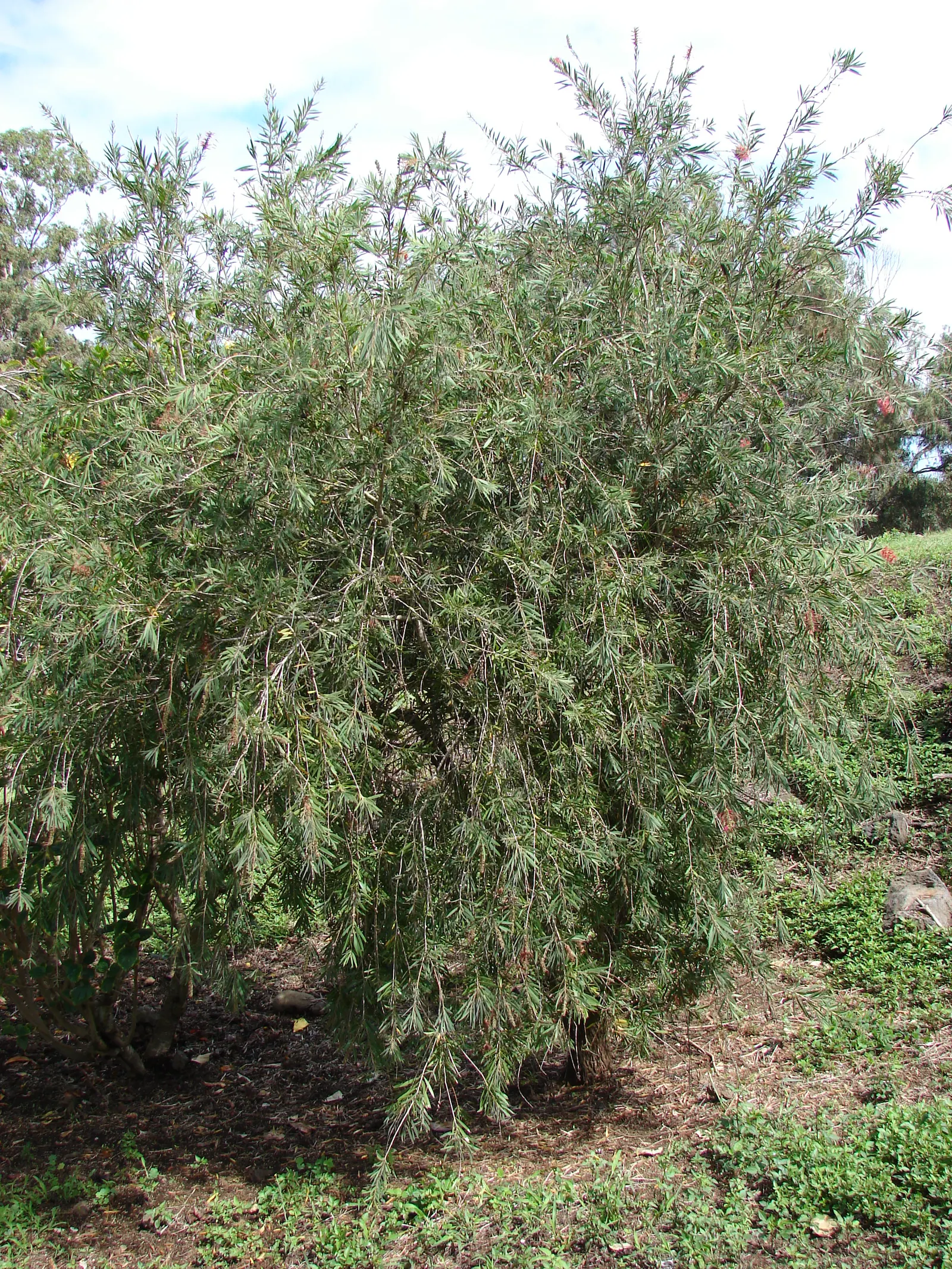 Weeping Bottlebrush (Callistemon Viminalis) — Suited for USDA zones 9-11, it thrives in full sun with moderate water; lance-shaped leaves that, image 98