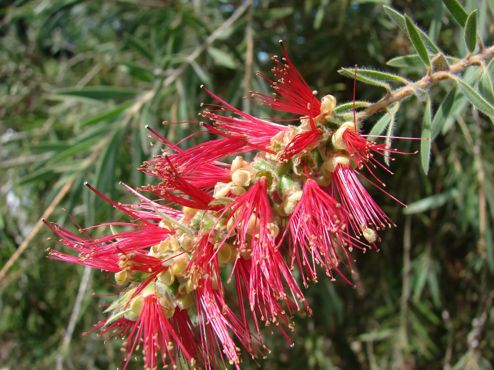 Weeping Bottlebrush (Callistemon Viminalis) — It typically reaches heights of 15 to 20 feet with a spread of about 10 to 15 feet