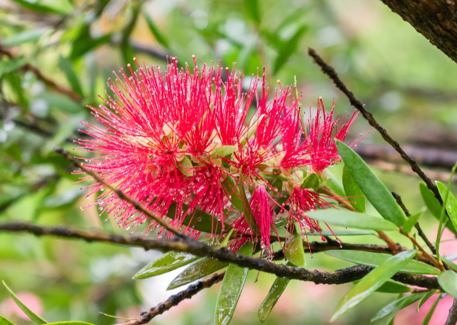 Weeping Bottlebrush (Callistemon Viminalis) — Suited for USDA zones 9-11, it thrives in full sun with moderate water; lance-shaped leaves that, image 50
