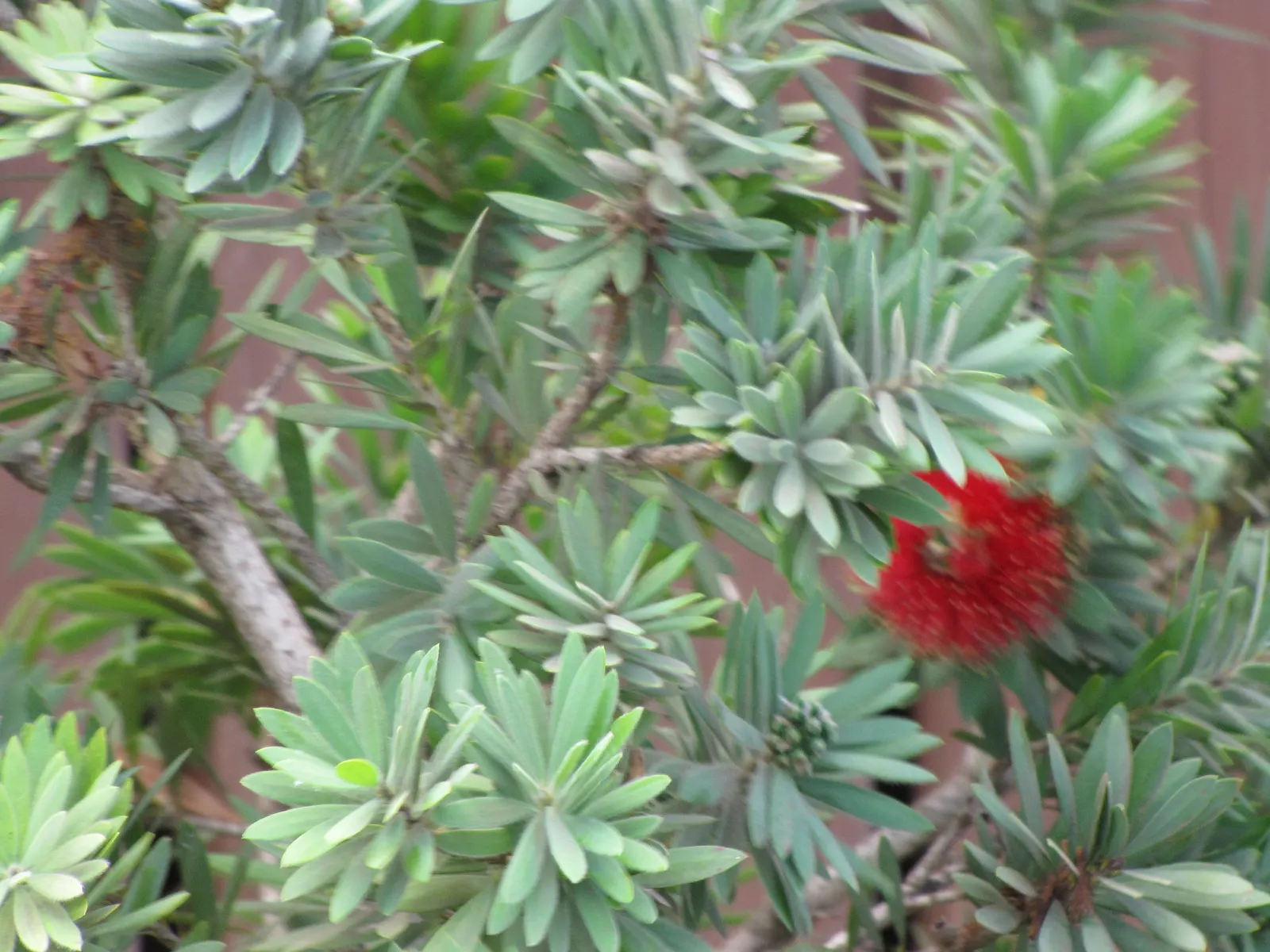 Weeping Bottlebrush (Callistemon Viminalis) — which droop gracefully and are covered in narrow; enduring selection for any landscape design, image 130
