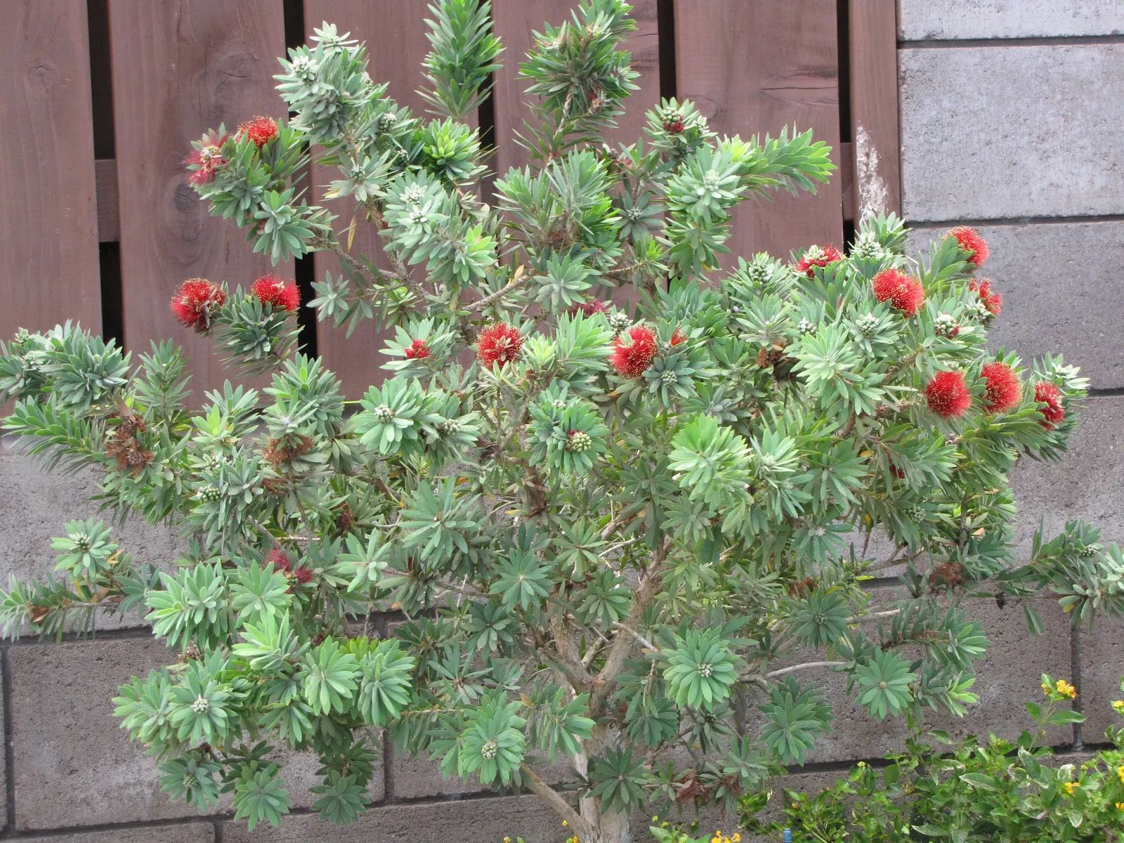 Weeping Bottlebrush (Callistemon Viminalis) — ensuring a captivating garden spectacle year-round; tree for full or half, image 93