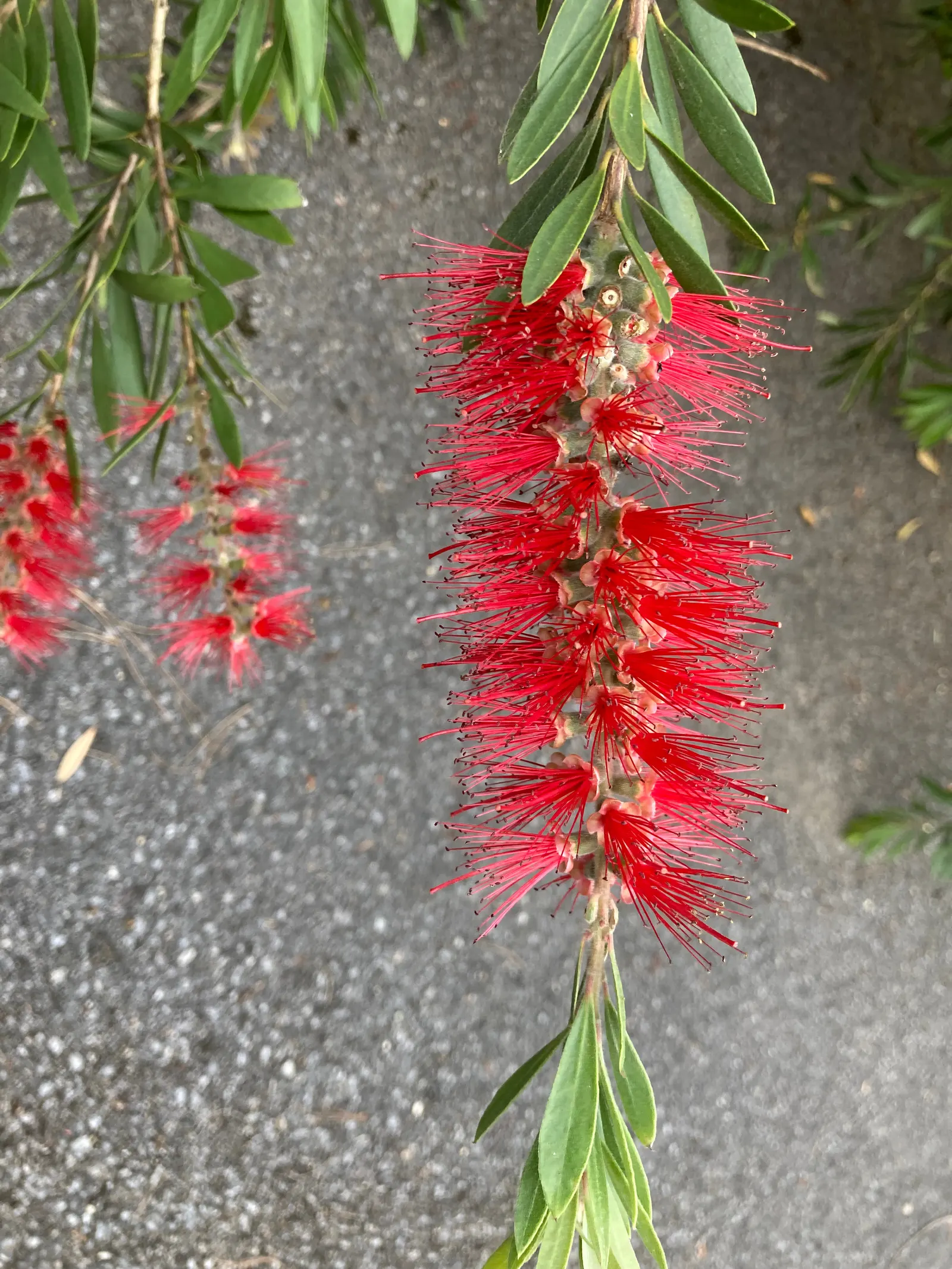 Weeping Bottlebrush (Callistemon Viminalis) — scientifically known as Callistemon viminalis; it typically reaches heights of 15 to 20 feet with a, image 101