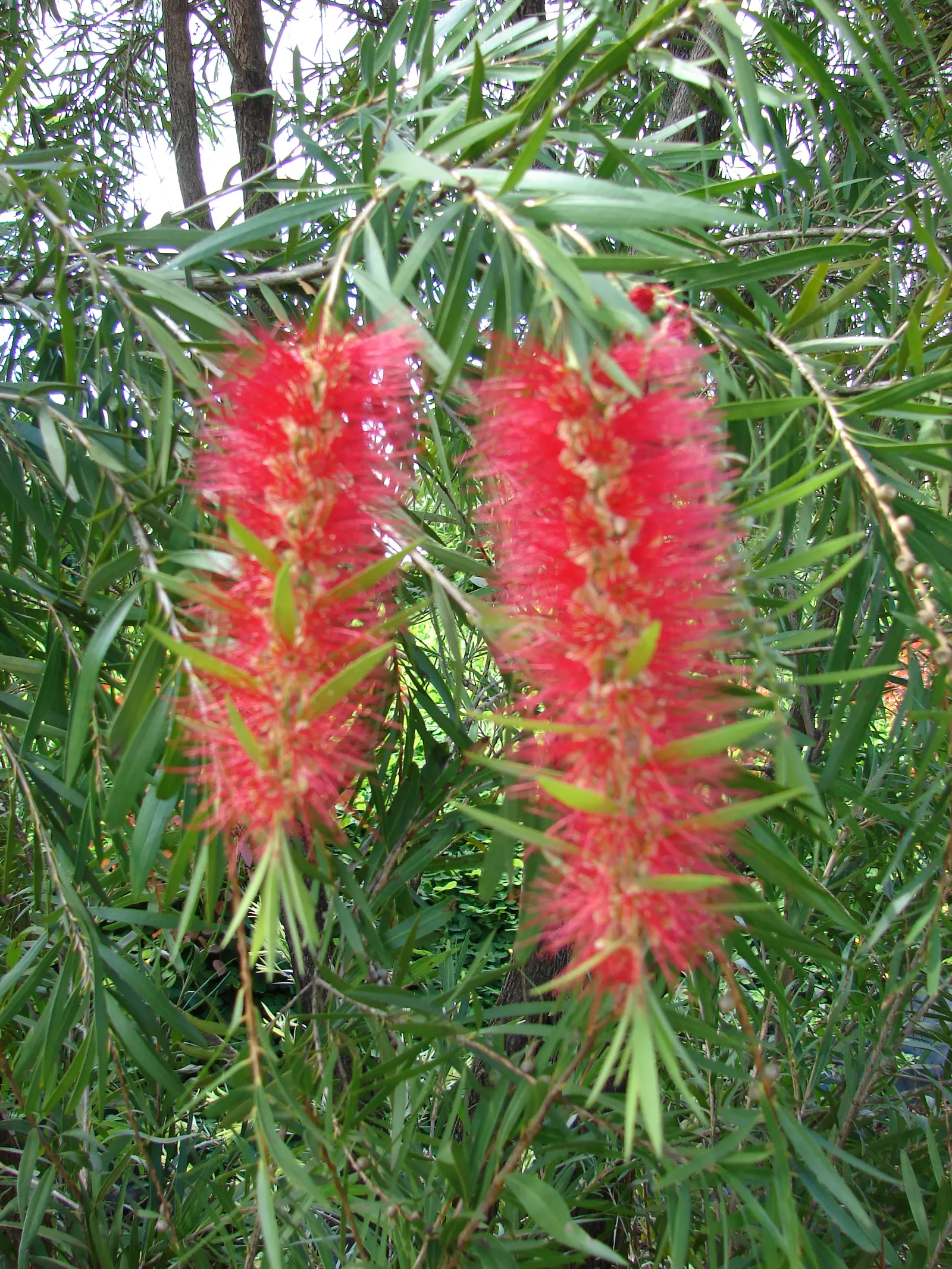 Weeping Bottlebrush (Callistemon Viminalis) — enduring selection for any landscape design; which droop gracefully and are covered in narrow