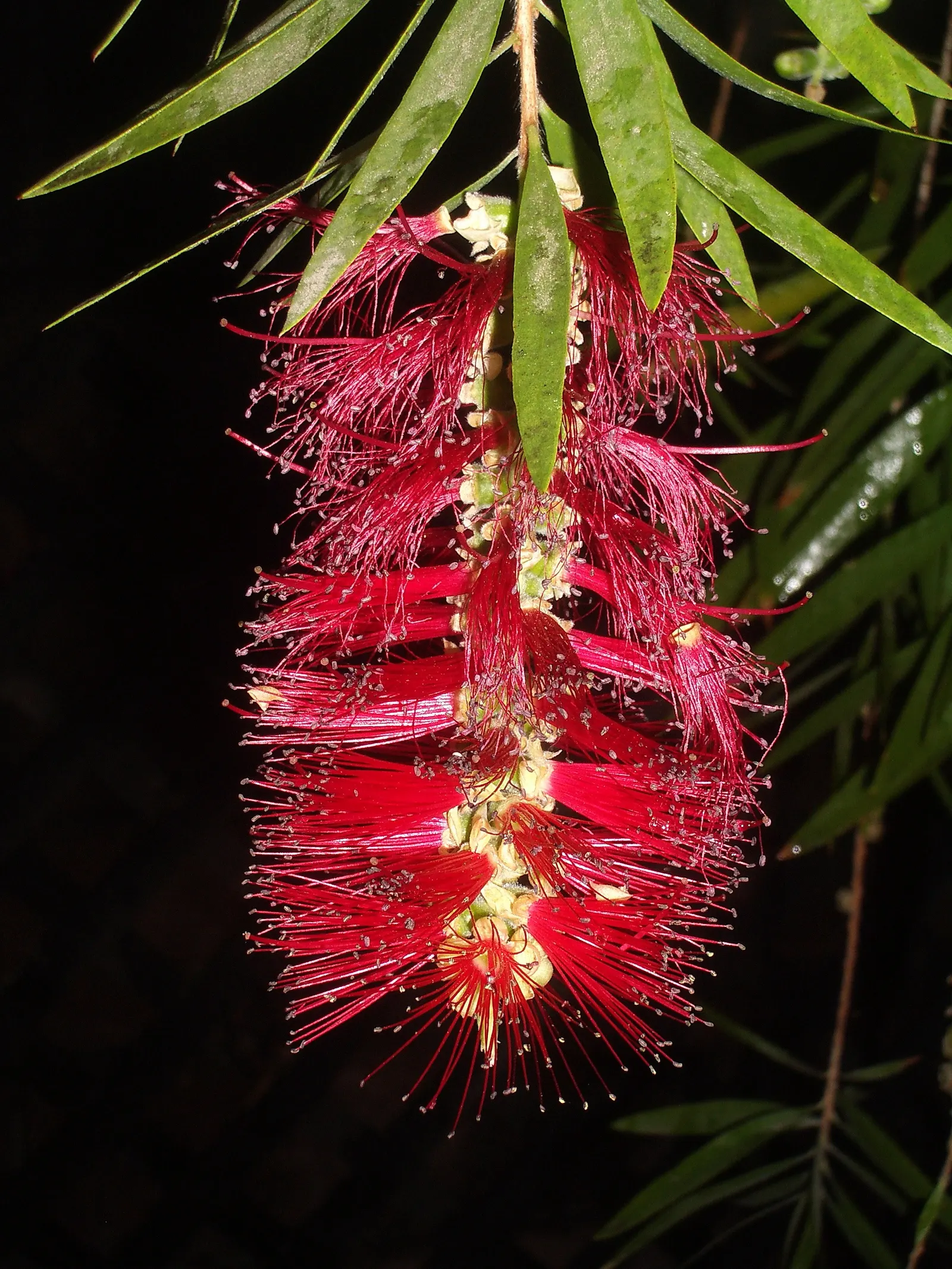 Weeping Bottlebrush (Callistemon Viminalis) — red flowers in the garden; originating from Australia, this plant is favored for its unique, striking, image 142
