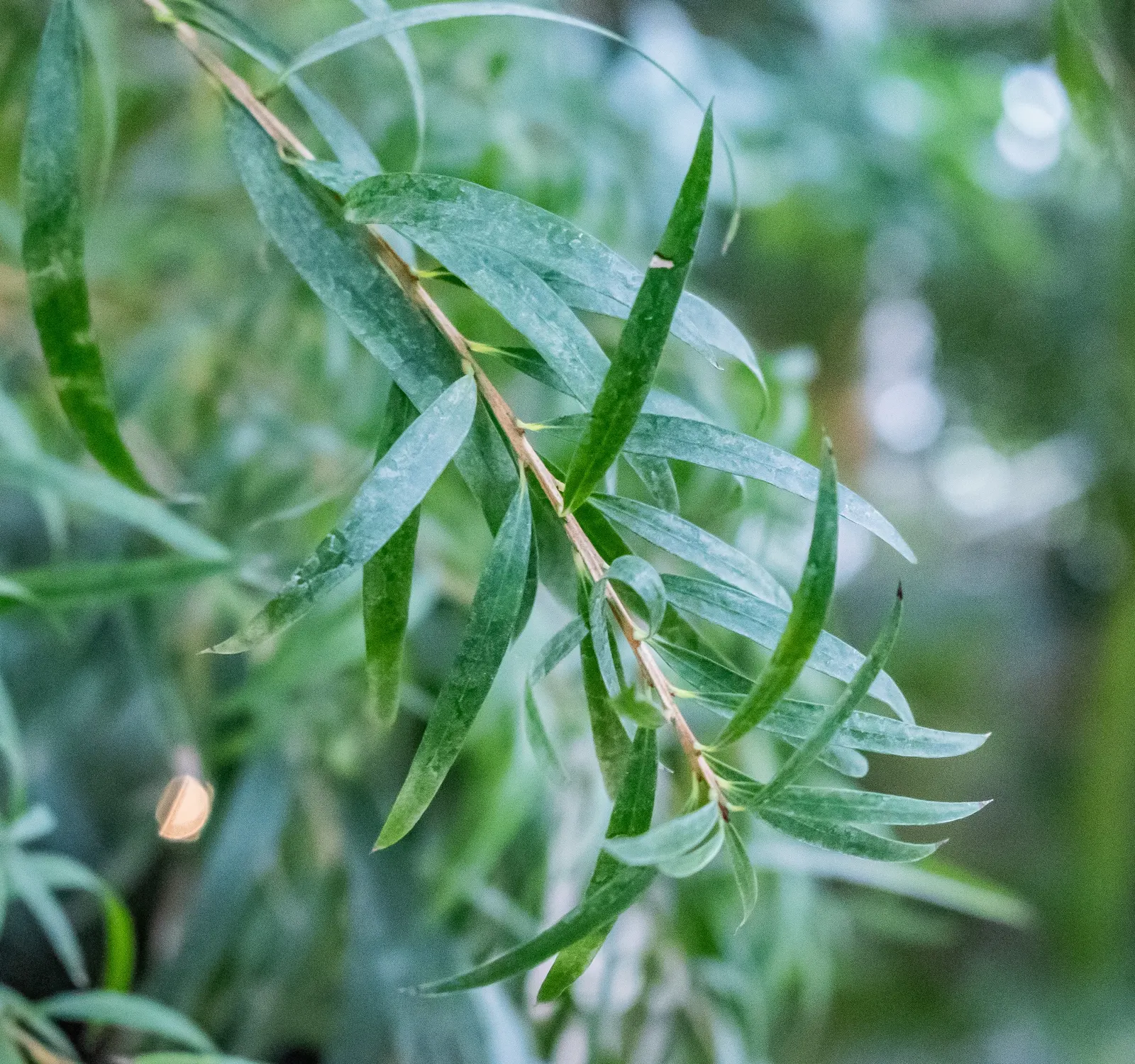 Weeping Bottlebrush (Callistemon Viminalis) — though occasional pruning may be necessary to maintain its shape and encourage prolific blooming