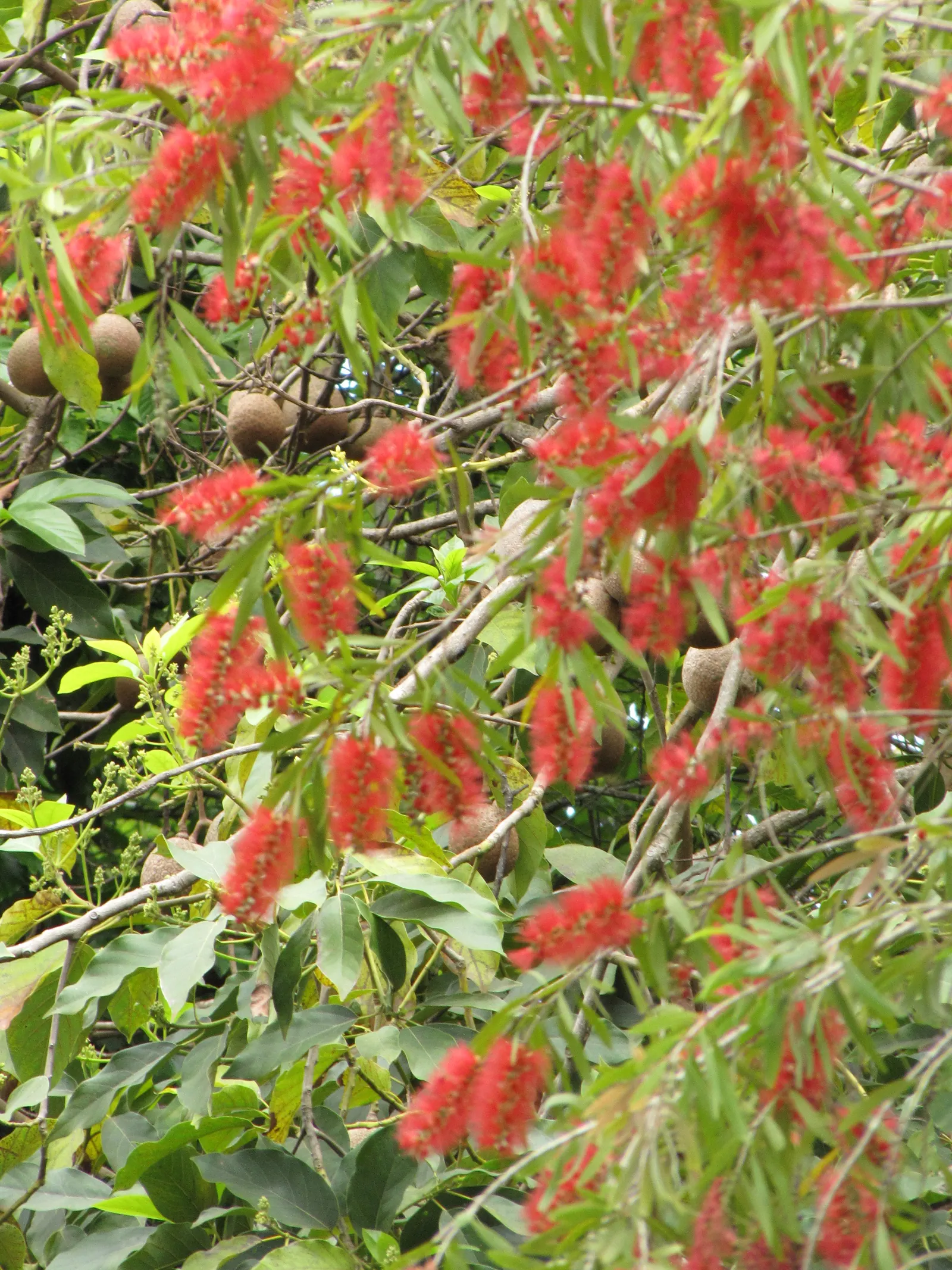 Weeping Bottlebrush (Callistemon Viminalis) — Suited for USDA zones 9-11, it thrives in full sun with moderate water; lance-shaped leaves that, image 122