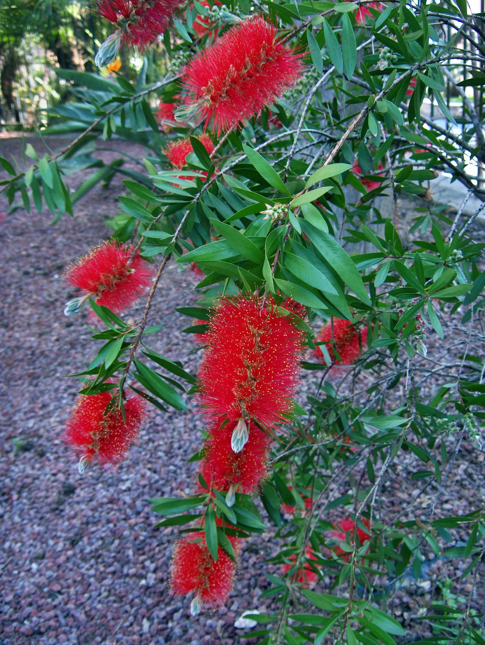Weeping Bottlebrush (Callistemon Viminalis) — making it a suitable choice for focal points in medium to large gardens; in spring and periodically, image 153