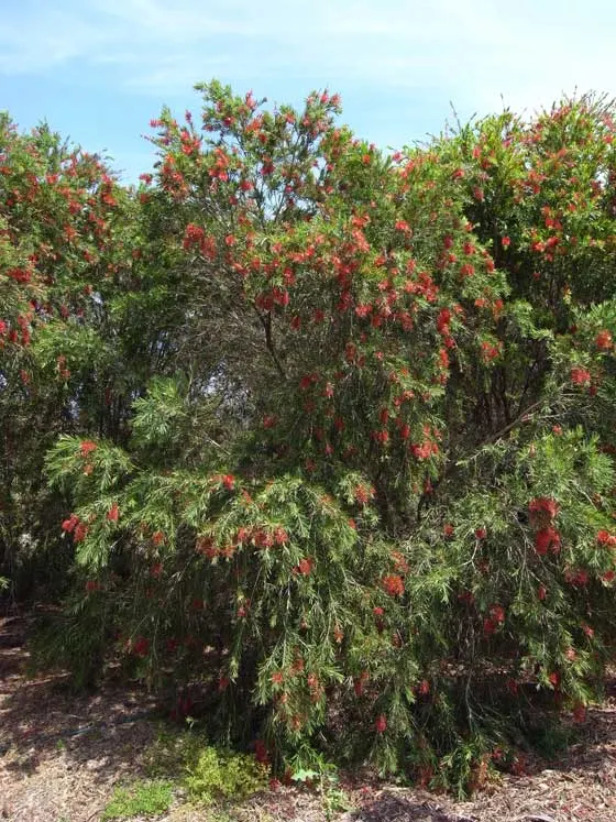 Weeping Bottlebrush (Callistemon Viminalis) — Suited for USDA zones 9-11, it thrives in full sun with moderate water