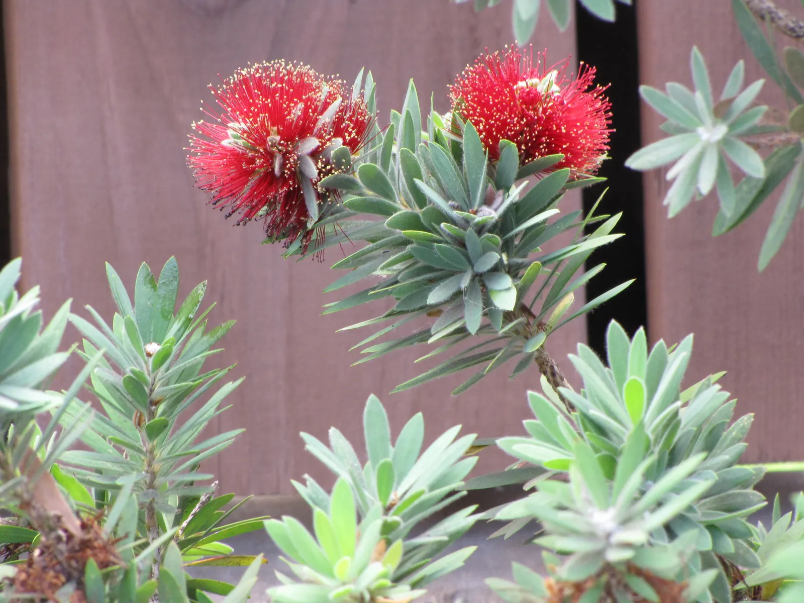 Weeping Bottlebrush (Callistemon Viminalis) — is an attractive and versatile evergreen that adds a touch of elegance to any landscape; it is hardy, image 102