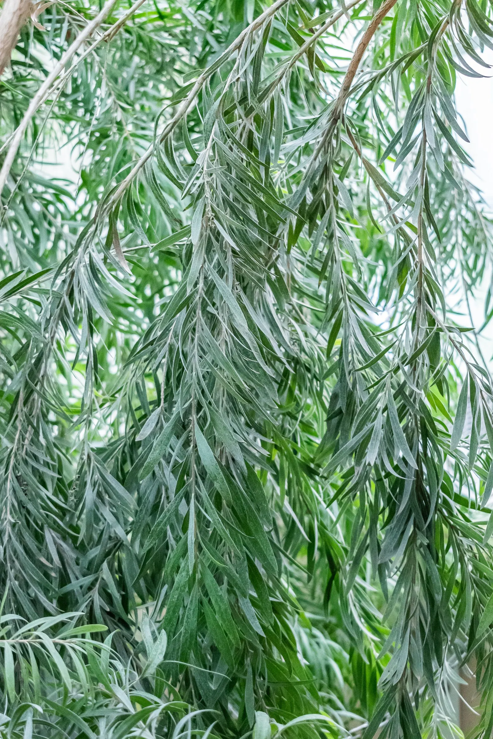 Weeping Bottlebrush (Callistemon Viminalis) — making it a suitable choice for focal points in medium to large gardens; in spring and periodically, image 129