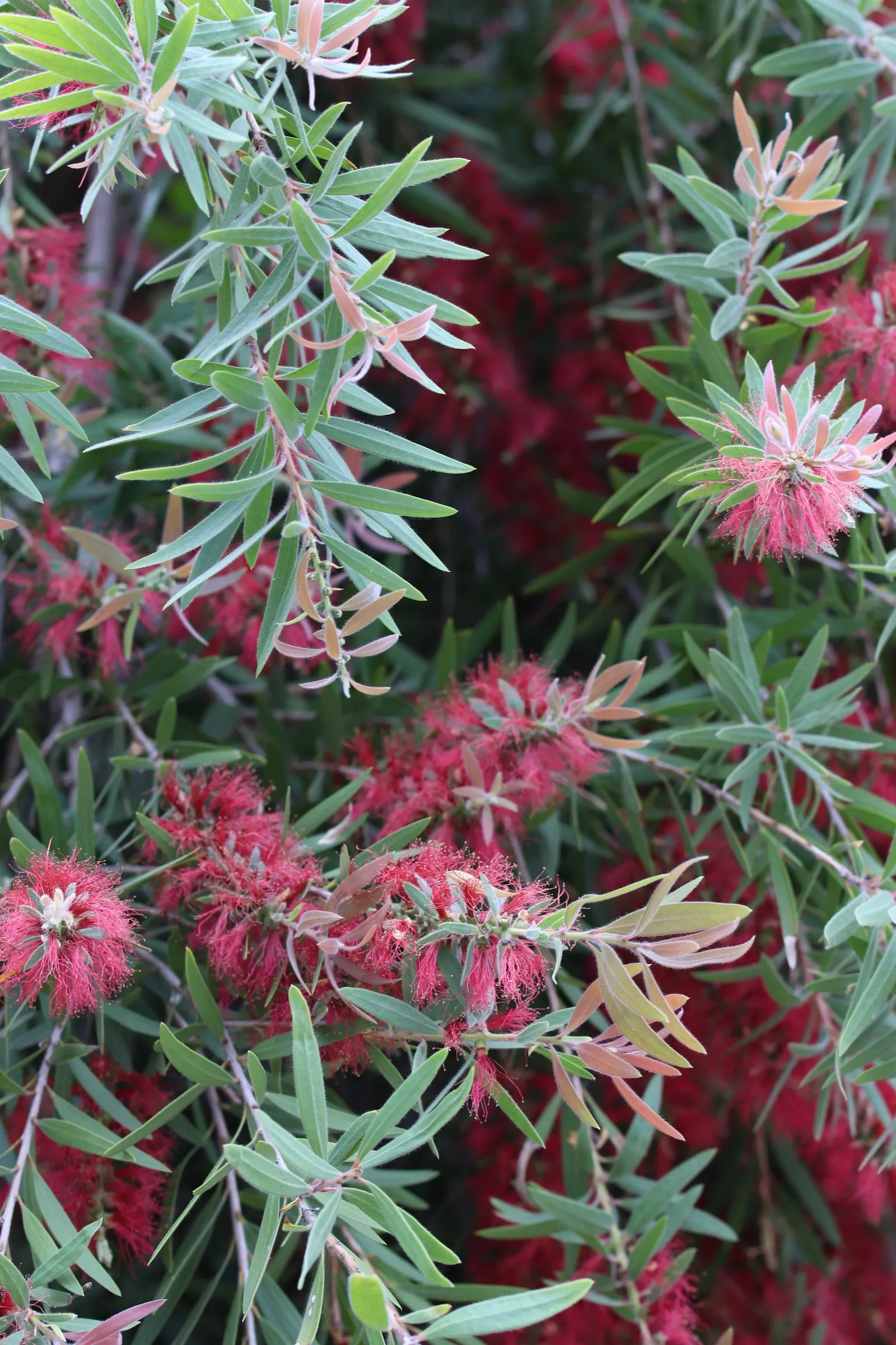 Weeping Bottlebrush (Callistemon Viminalis) — Its distinctive red brush-like flowers bloom spring through summer, attracting hummingbirds and, image 145
