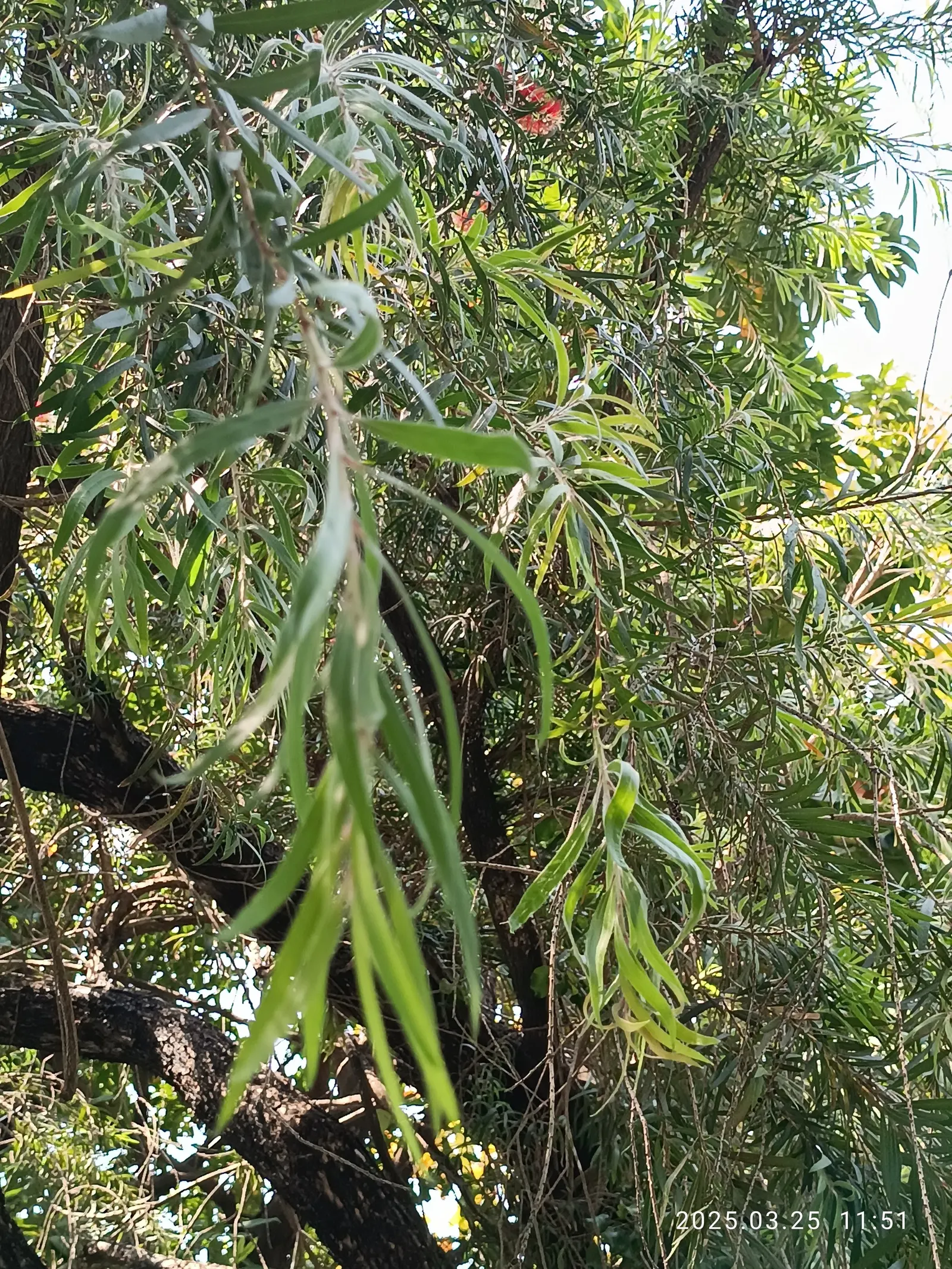 Weeping Bottlebrush (Callistemon Viminalis) — It's also resistant to most pests and diseases; plant in well-drained soil for a vibrant splash in, image 114
