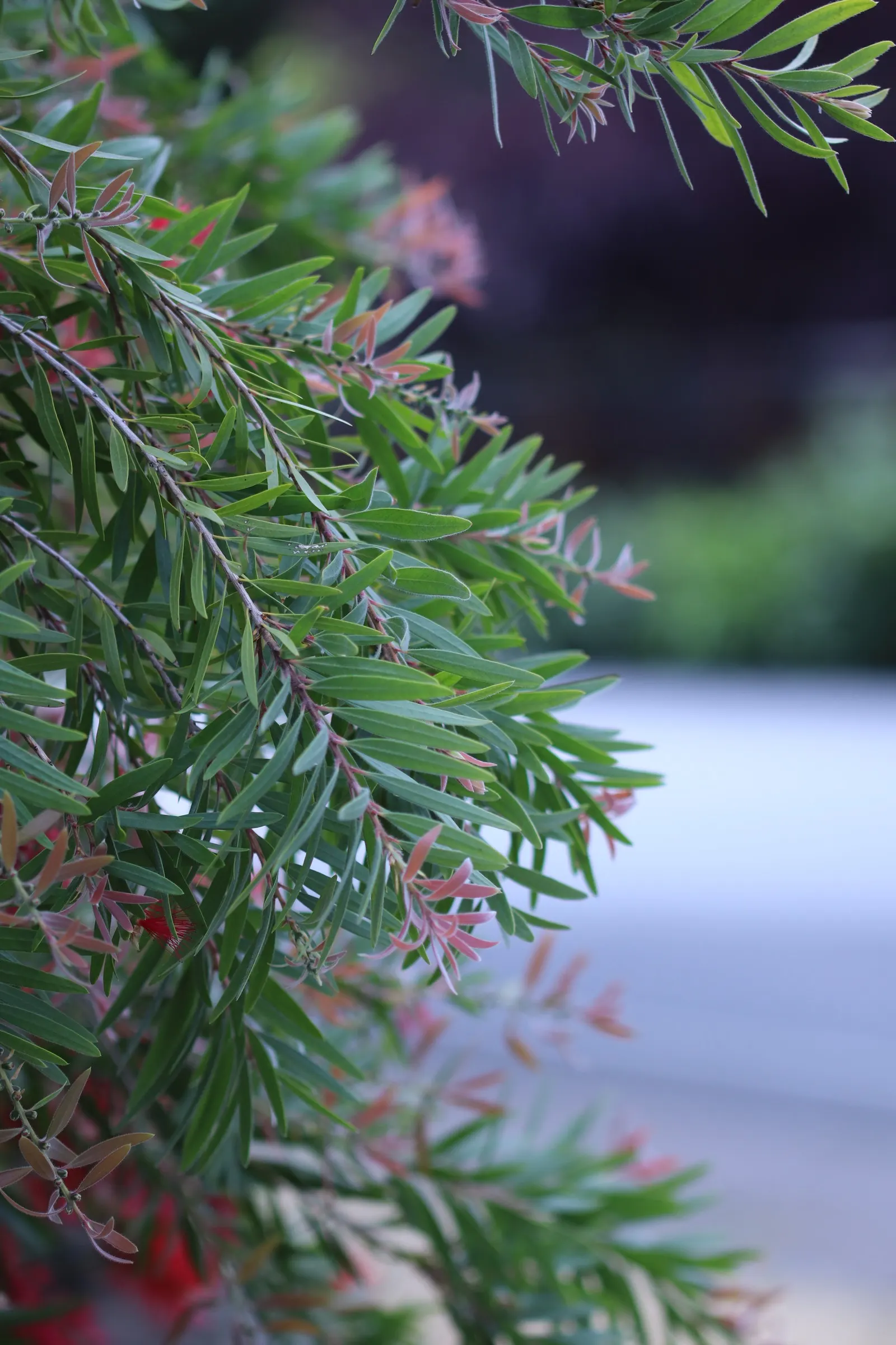 Weeping Bottlebrush (Callistemon Viminalis) — it bursts into color with vibrant red