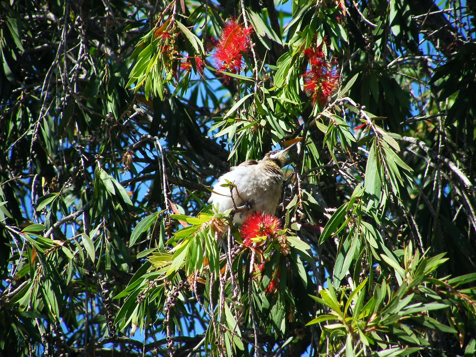 Weeping Bottlebrush (Callistemon Viminalis) — Prune to maintain shape and health; its distinctive red brush-like flowers bloom spring through summer, image 148