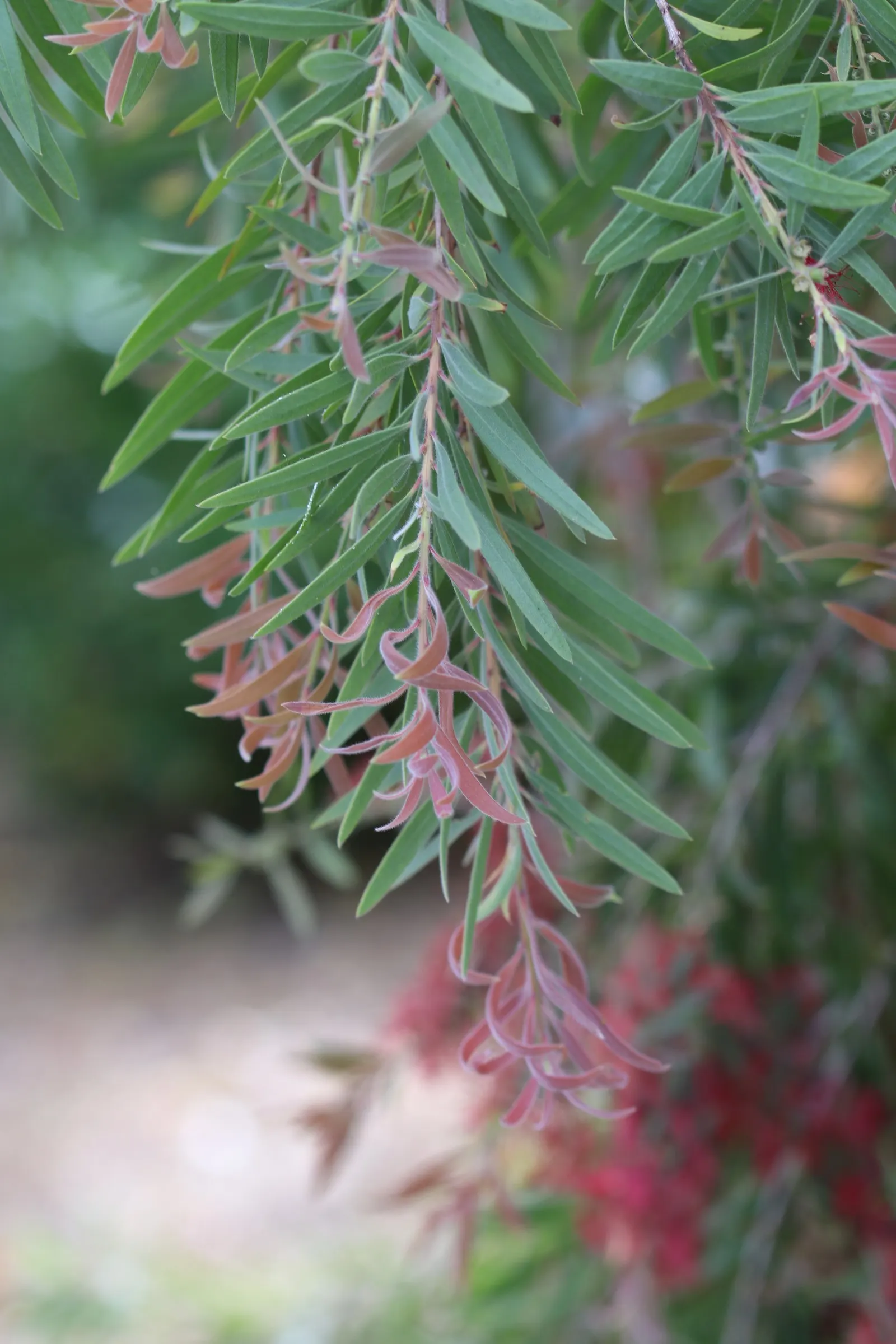 Weeping Bottlebrush (Callistemon Viminalis) — The Weeping Bottlebrush is relatively low-maintenance; it bursts into color with vibrant red