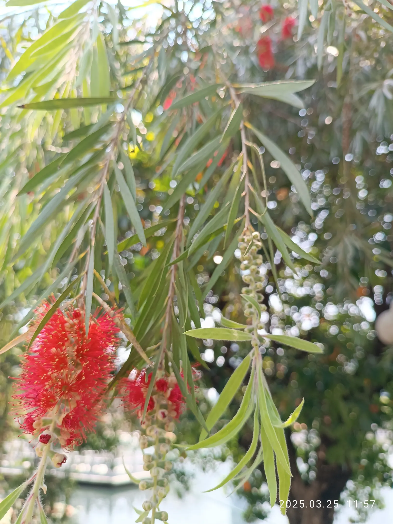 Weeping Bottlebrush (Callistemon Viminalis) — lance-shaped leaves that range from 3 to 6 inches in length; suited for USDA zones 9-11, it thrives, image 83