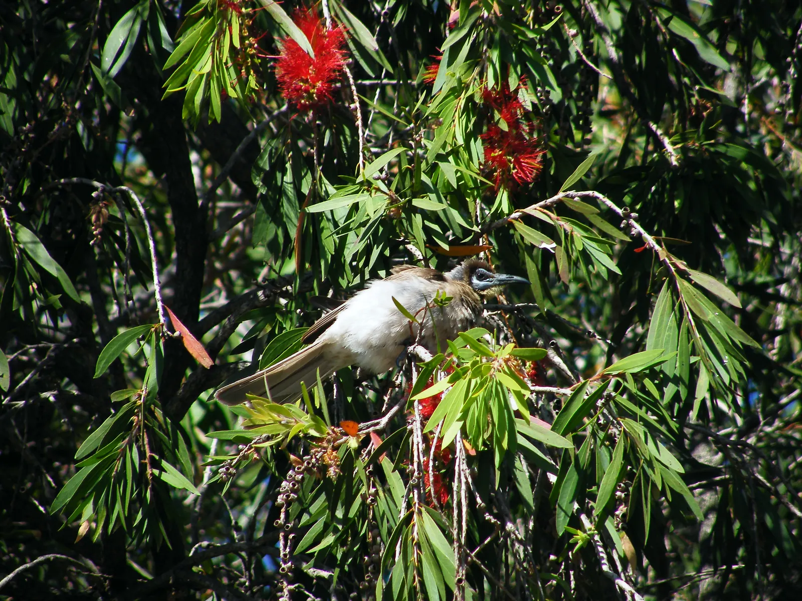 Weeping Bottlebrush (Callistemon Viminalis) — It is hardy to USDA zones 9 through 11 and is drought-tolerant once established, requiring minimal watering; is