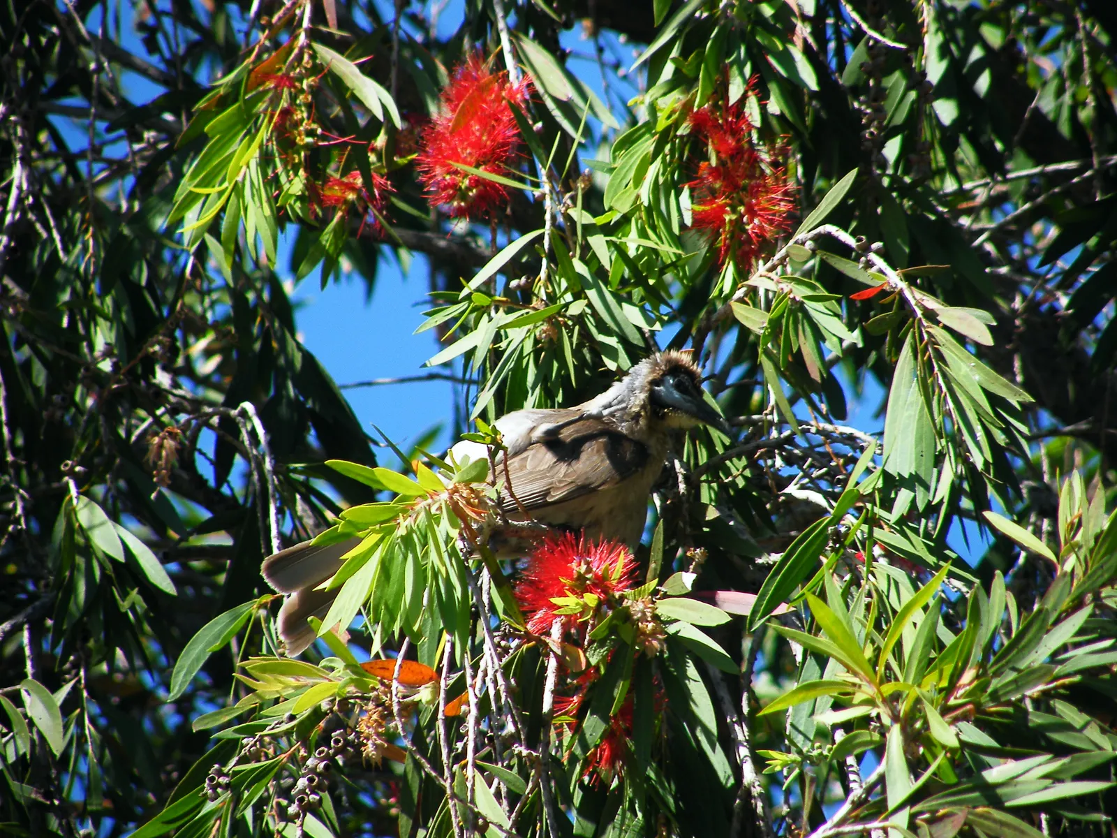 Weeping Bottlebrush (Callistemon Viminalis) — tree for full or half; ensuring a captivating garden spectacle year-round, image 144