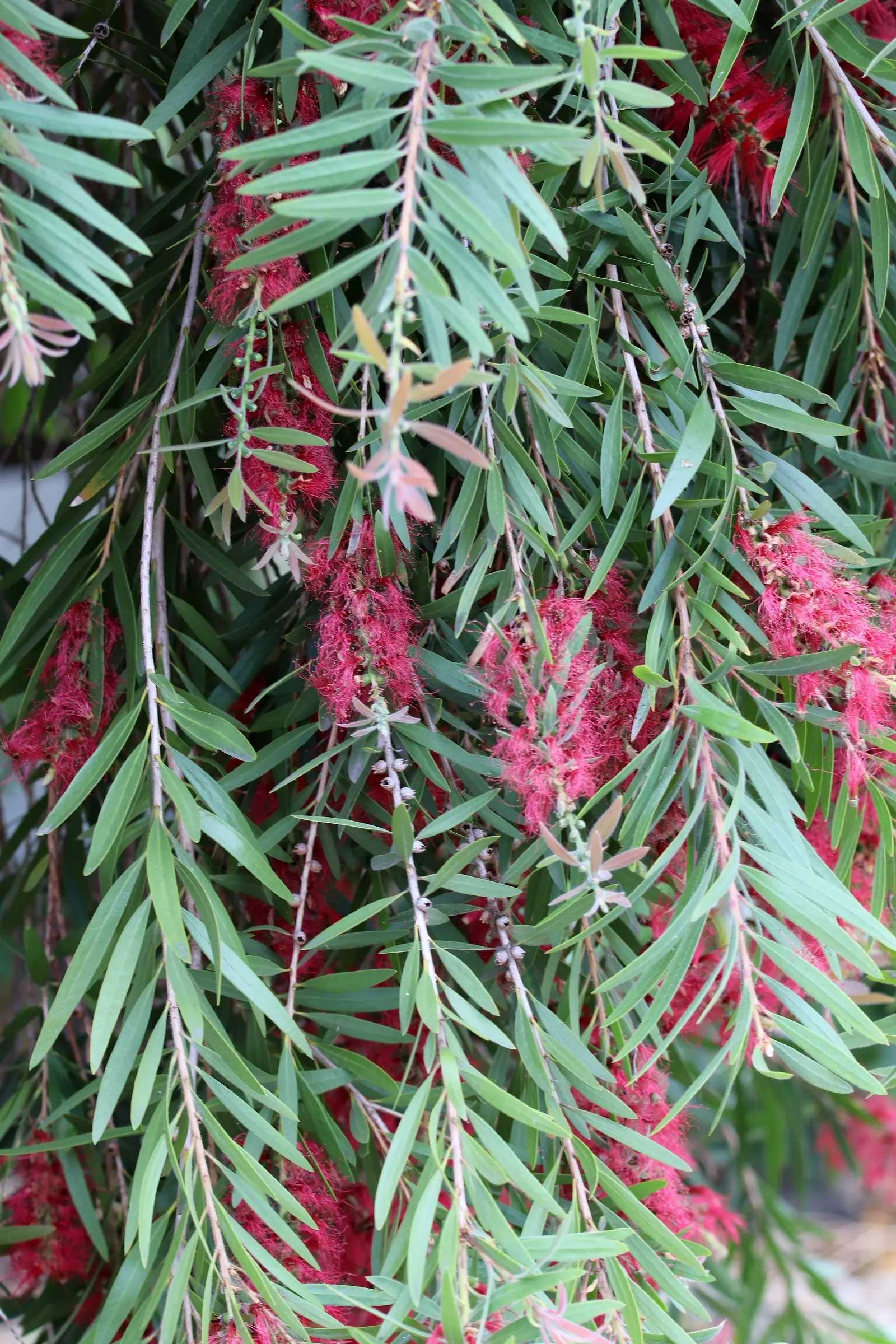 Weeping Bottlebrush (Callistemon Viminalis) — It is hardy to USDA zones 9 through 11 and is drought-tolerant once established, requiring minimal, image 135