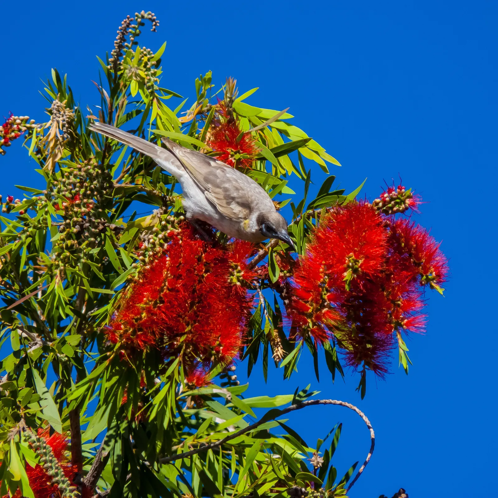 Weeping Bottlebrush (Callistemon Viminalis) — this plant offers an exquisite blend of beauty and resilience; though occasional pruning may be necessary to