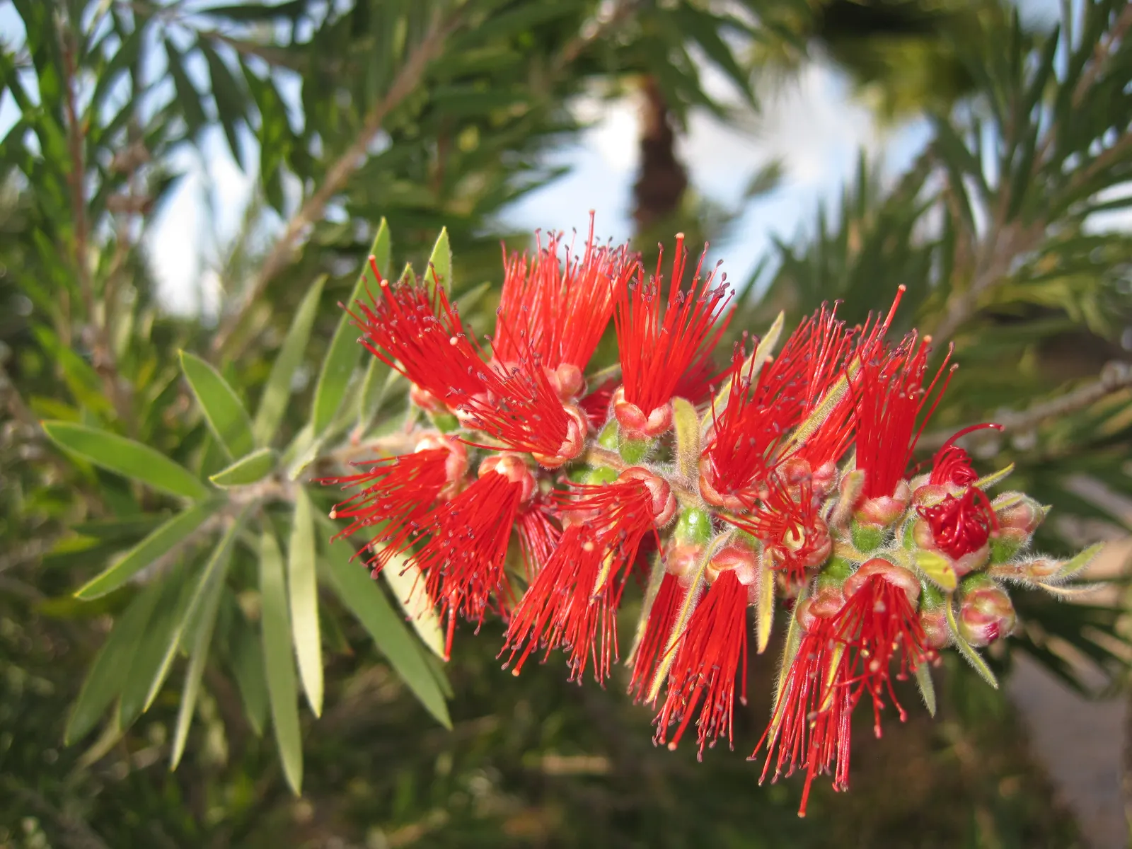 Weeping Bottlebrush (Callistemon Viminalis) — is an attractive and versatile evergreen that adds a touch of elegance to any landscape; it is hardy, image 78
