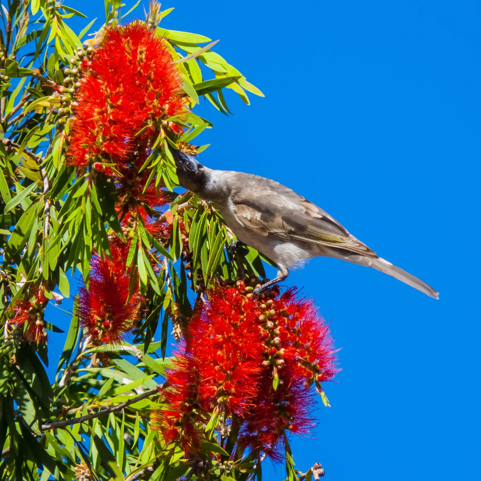 Weeping Bottlebrush (Callistemon Viminalis) — It typically reaches heights of 15 to 20 feet with a spread of about 10 to 15 feet; scientifically, image 104