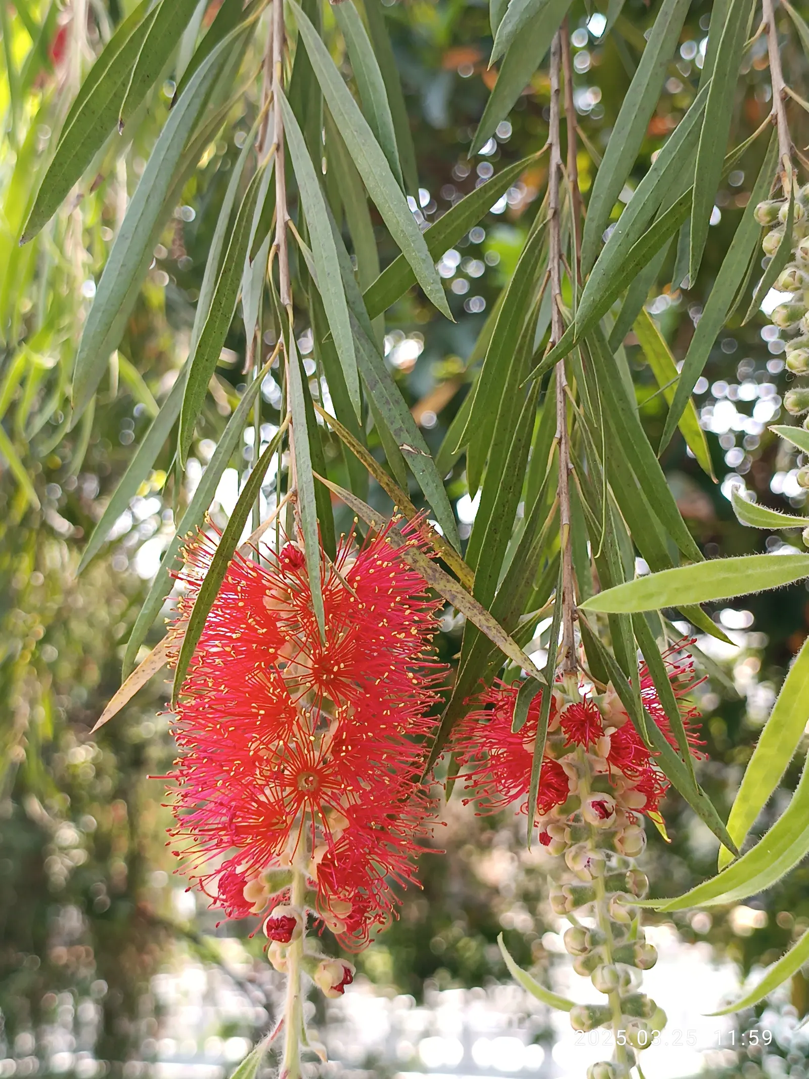 Weeping Bottlebrush (Callistemon Viminalis) — Plant in well-drained soil for a vibrant splash in residential or public landscapes; it's also, image 99