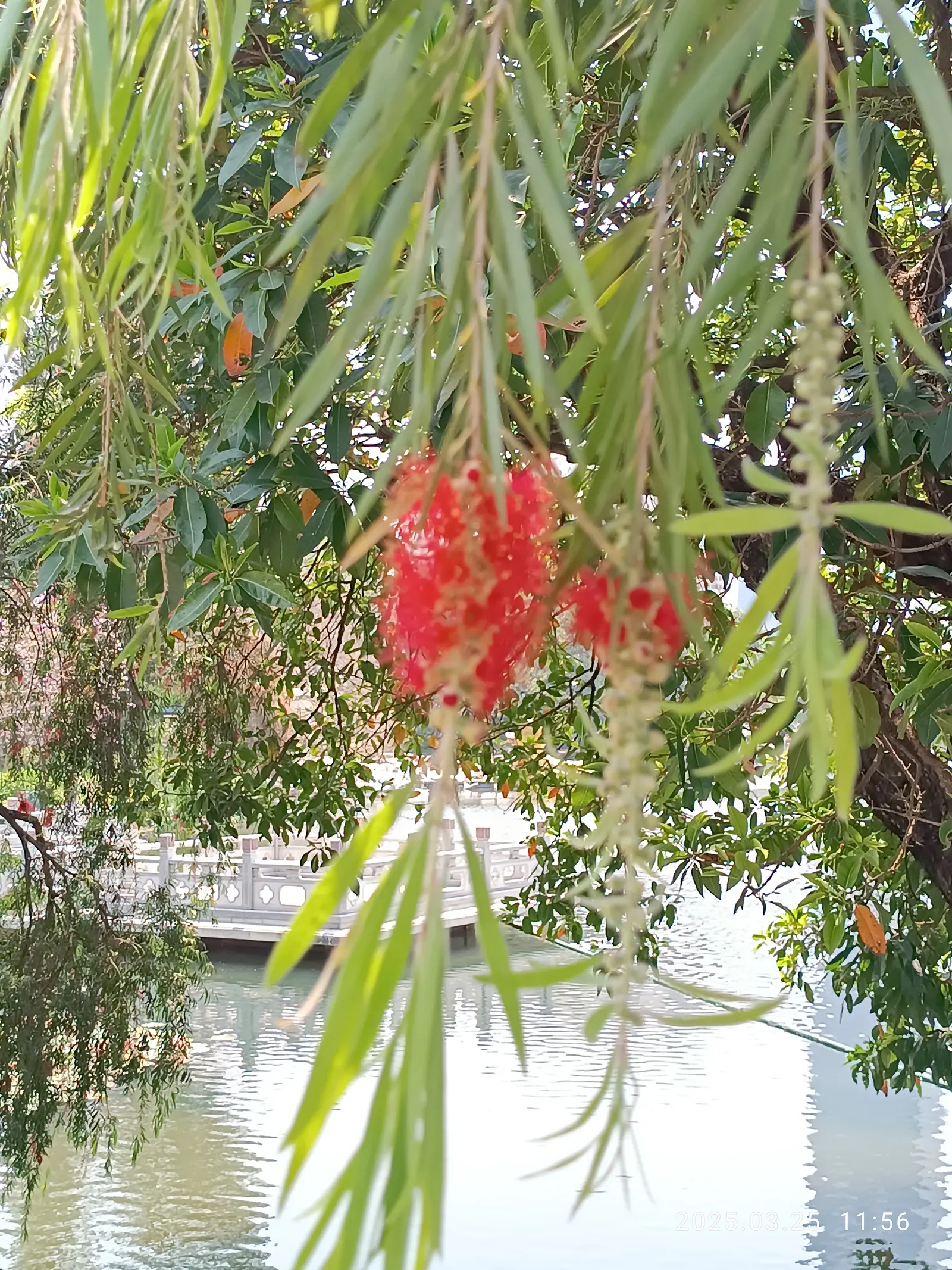 Weeping Bottlebrush (Callistemon Viminalis) — It typically reaches heights of 15 to 20 feet with a spread of about 10 to 15 feet; scientifically, image 128