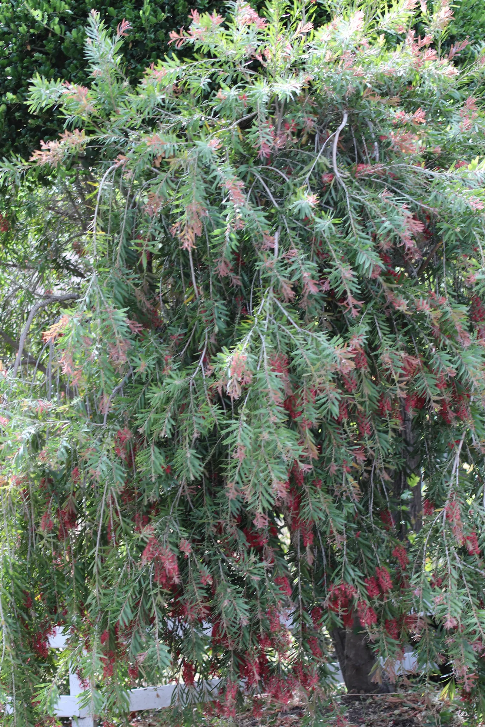 Weeping Bottlebrush (Callistemon Viminalis) — Its distinctive red brush-like flowers bloom spring through summer, attracting hummingbirds and, image 49