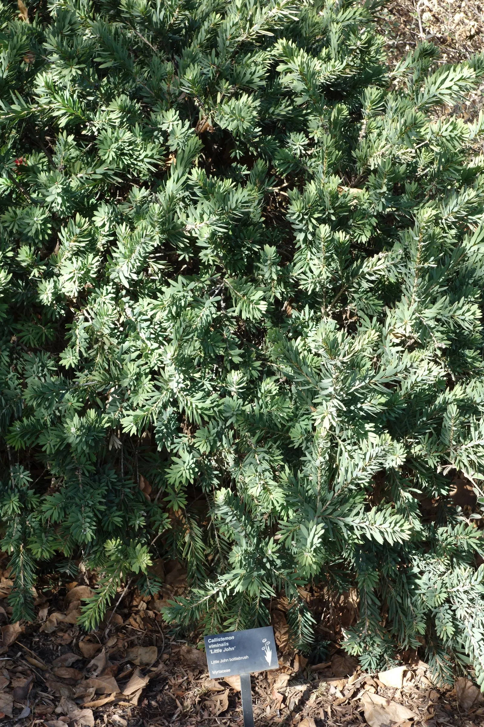 Weeping Bottlebrush (Callistemon Viminalis) — it bursts into color with vibrant red; the Weeping Bottlebrush is relatively low-maintenance, image 85