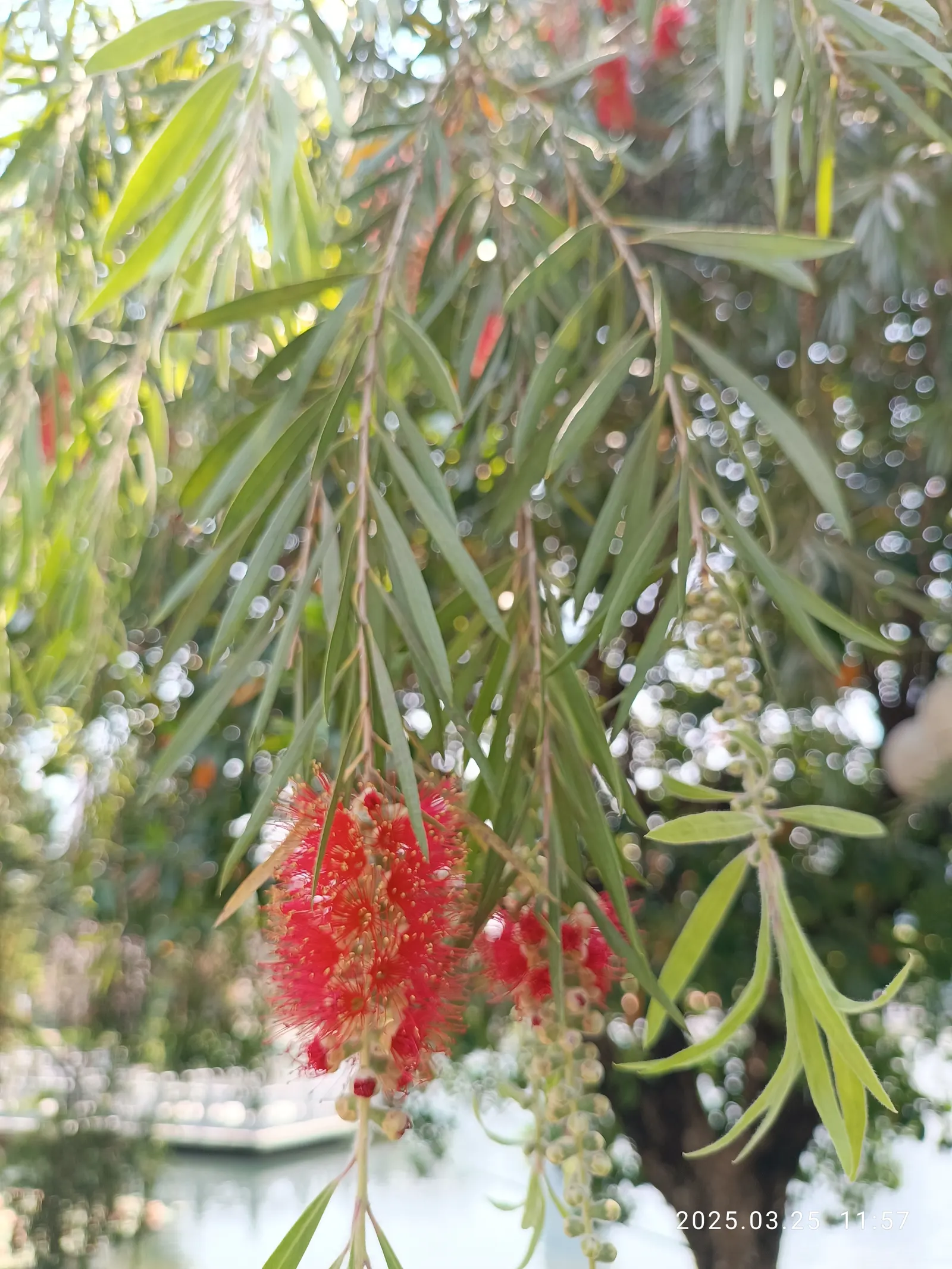 Weeping Bottlebrush (Callistemon Viminalis) — Its distinctive red brush-like flowers bloom spring through summer, attracting hummingbirds and, image 73