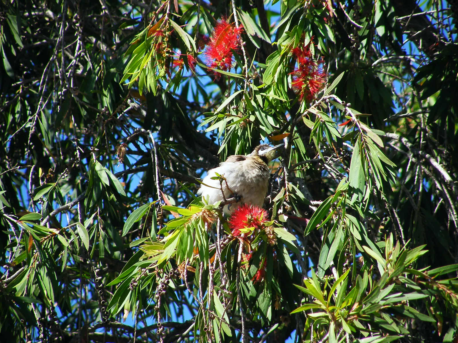 Weeping Bottlebrush (Callistemon Viminalis) — ensuring a captivating garden spectacle year-round; tree for full or half, image 141