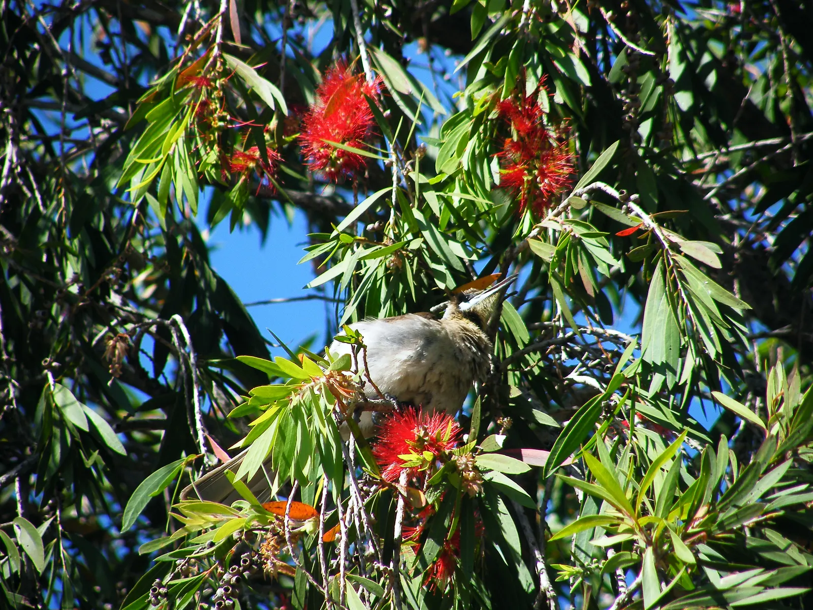 Weeping Bottlebrush (Callistemon Viminalis) — it bursts into color with vibrant red; the Weeping Bottlebrush is relatively low-maintenance, image 109