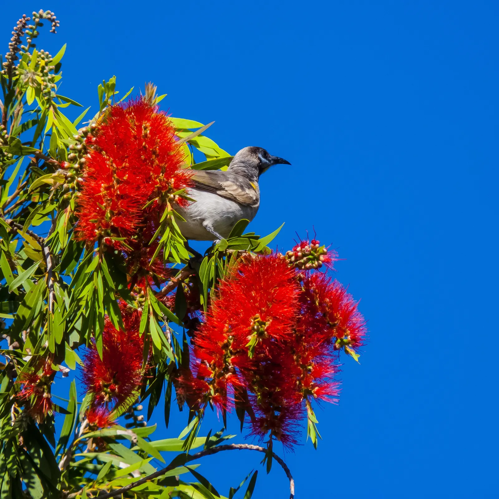 Weeping Bottlebrush (Callistemon Viminalis) — The Weeping Bottlebrush is relatively low-maintenance; it bursts into color with vibrant red, image 136