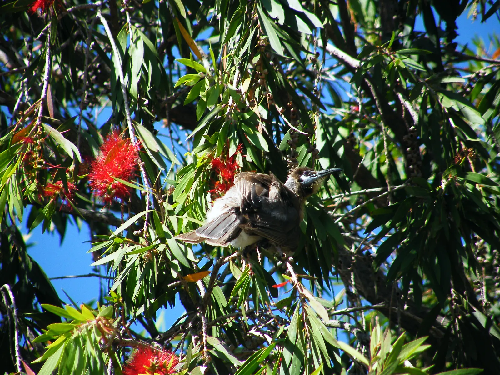 Weeping Bottlebrush (Callistemon Viminalis) — Its distinctive red brush-like flowers bloom spring through summer, attracting hummingbirds and butterflies