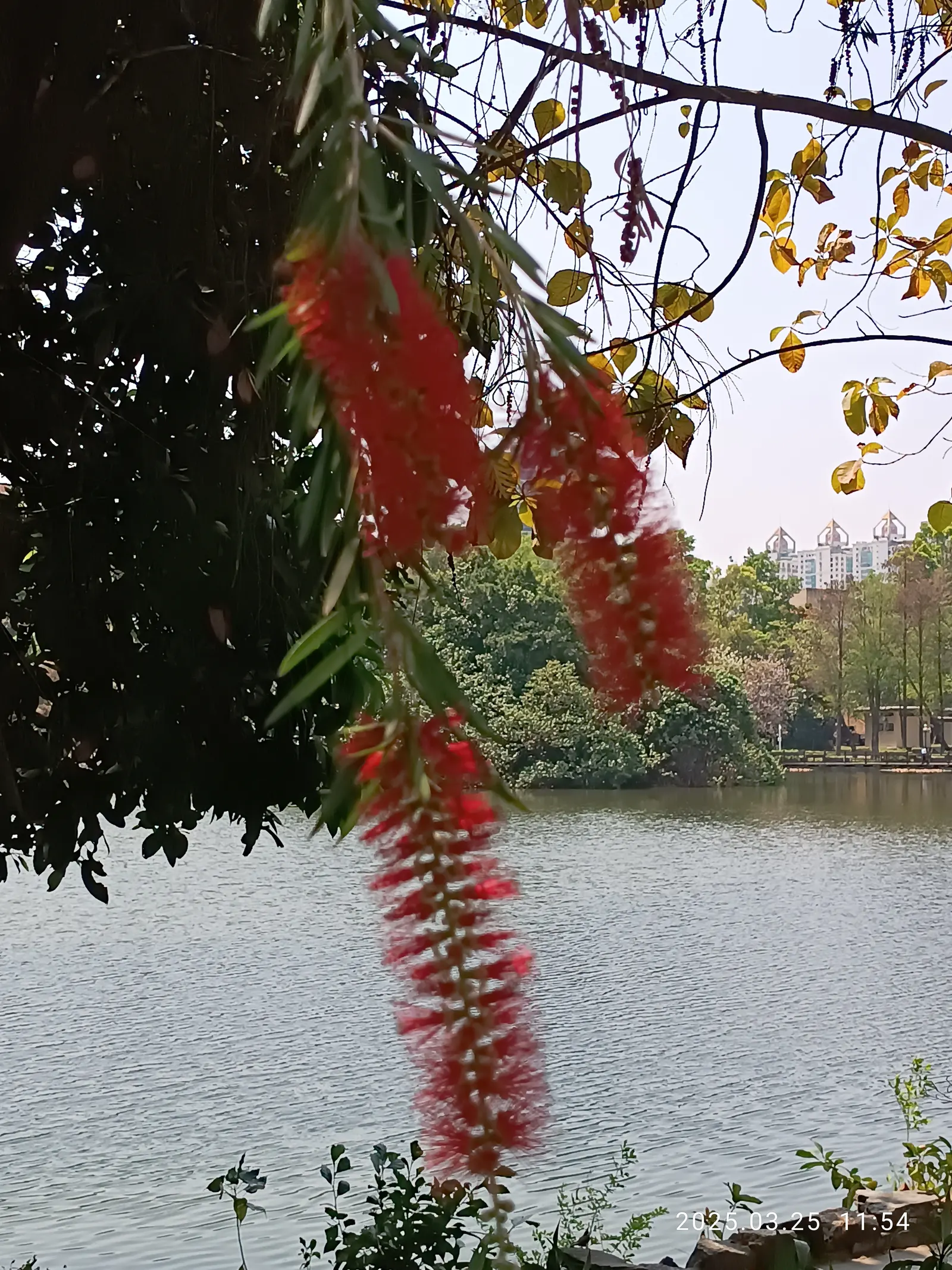 Weeping Bottlebrush (Callistemon Viminalis) — It typically reaches heights of 15 to 20 feet with a spread of about 10 to 15 feet; scientifically, image 56