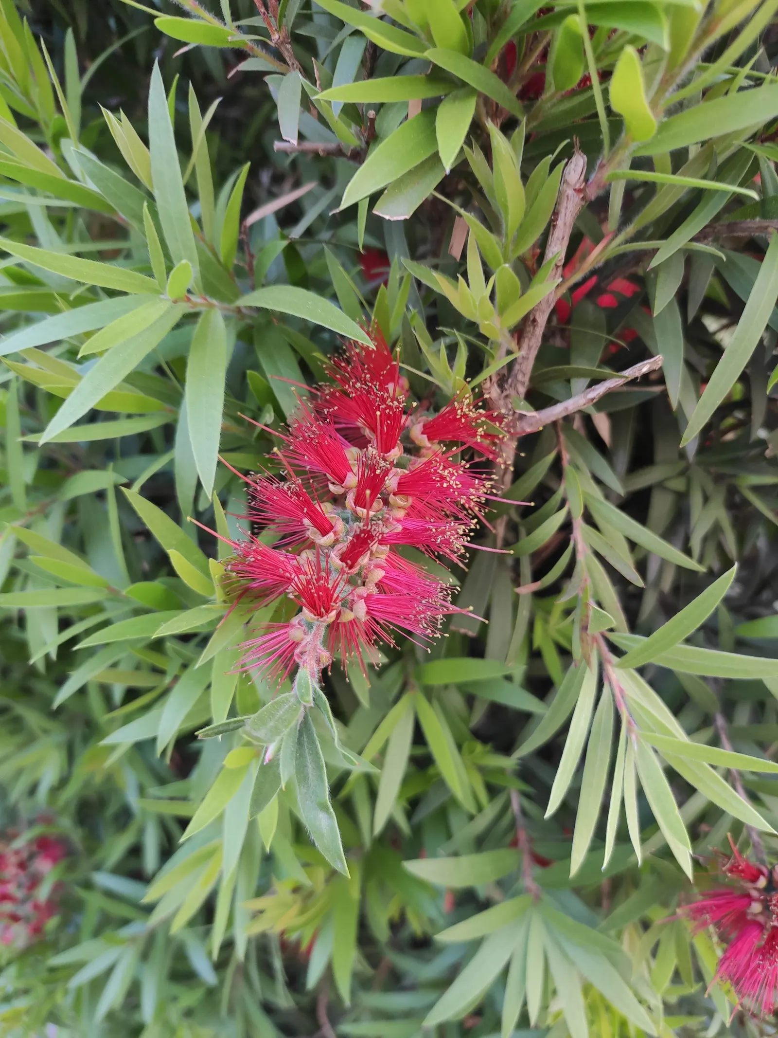 Weeping Bottlebrush (Callistemon Viminalis) — It is hardy to USDA zones 9 through 11 and is drought-tolerant once established, requiring minimal, image 63