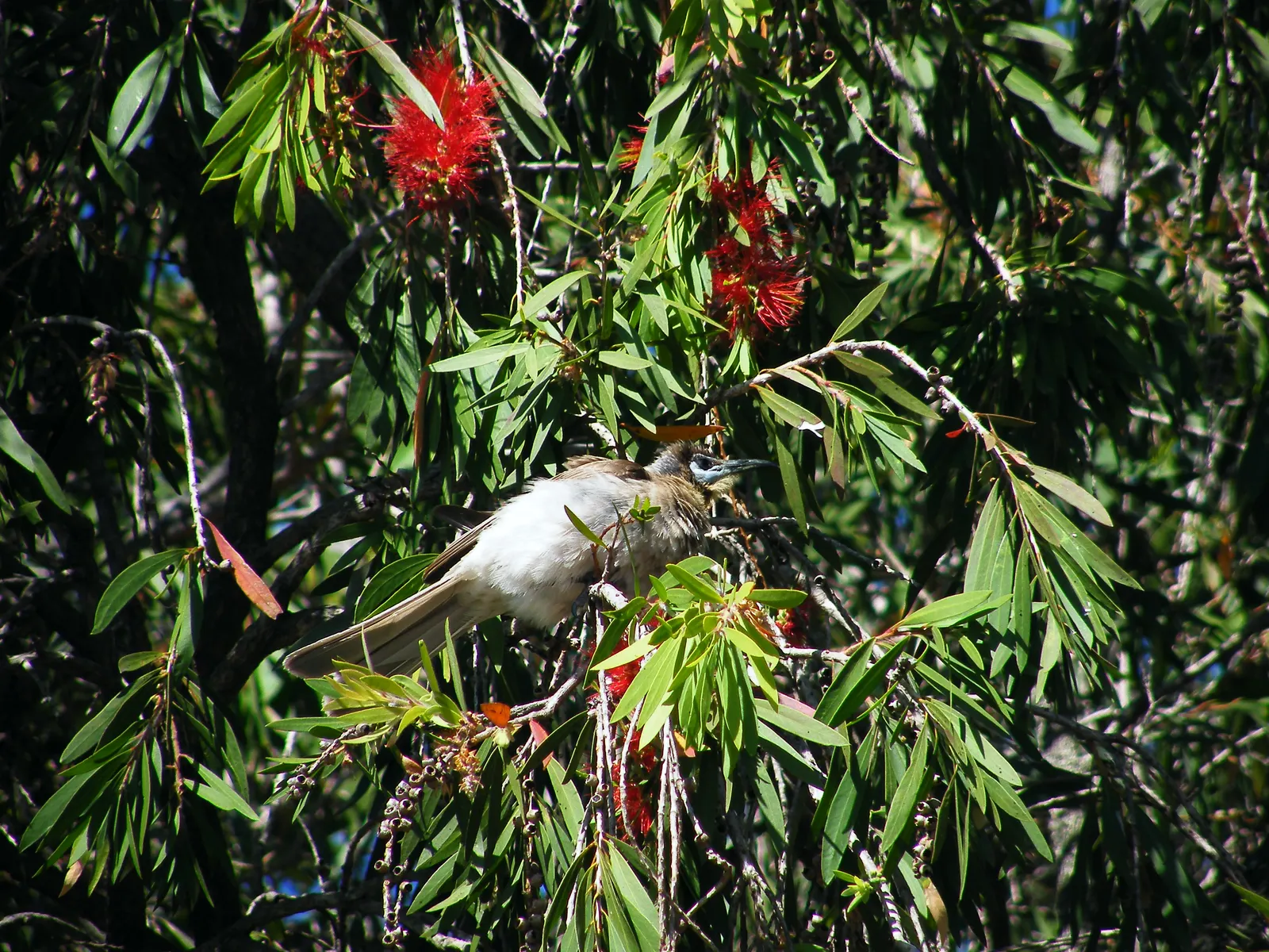 Weeping Bottlebrush (Callistemon Viminalis) — enduring selection for any landscape design