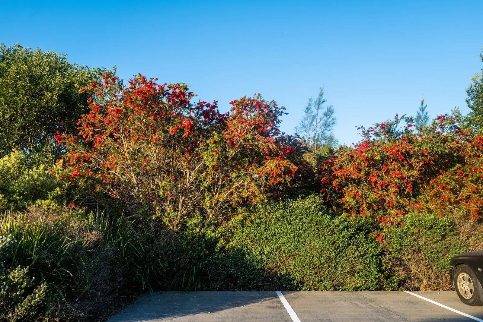 Weeping Bottlebrush (Callistemon Viminalis) — It typically reaches heights of 15 to 20 feet with a spread of about 10 to 15 feet; scientifically, image 80